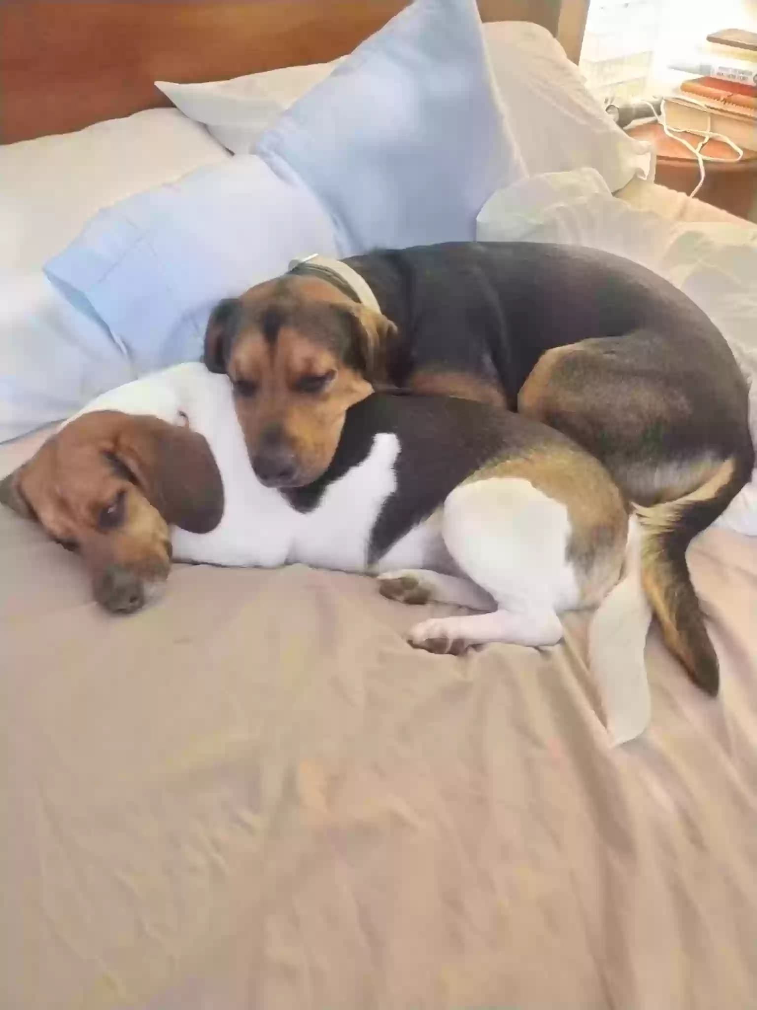 Tracy and max, back home in Illinois