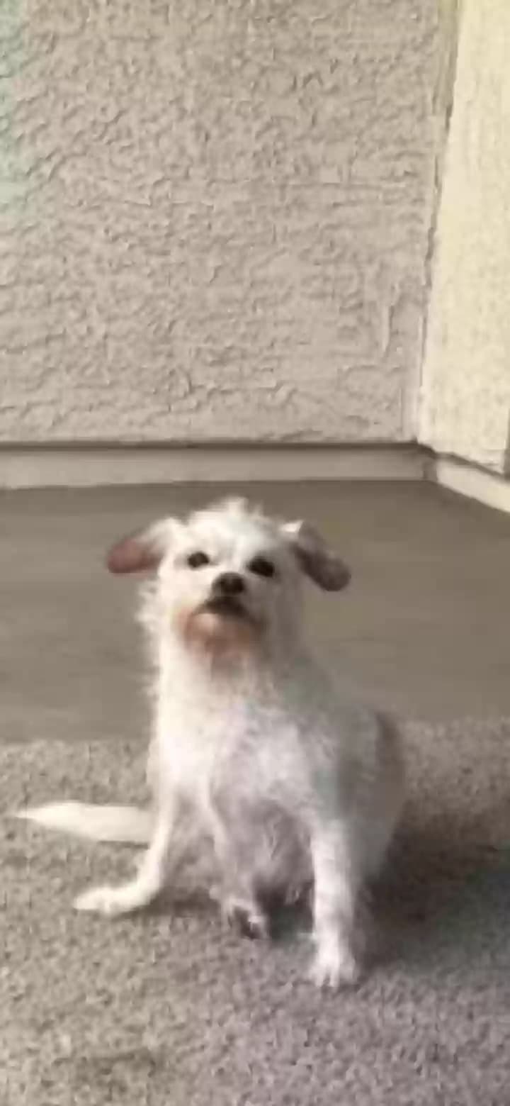 Baxter, back home in Arizona