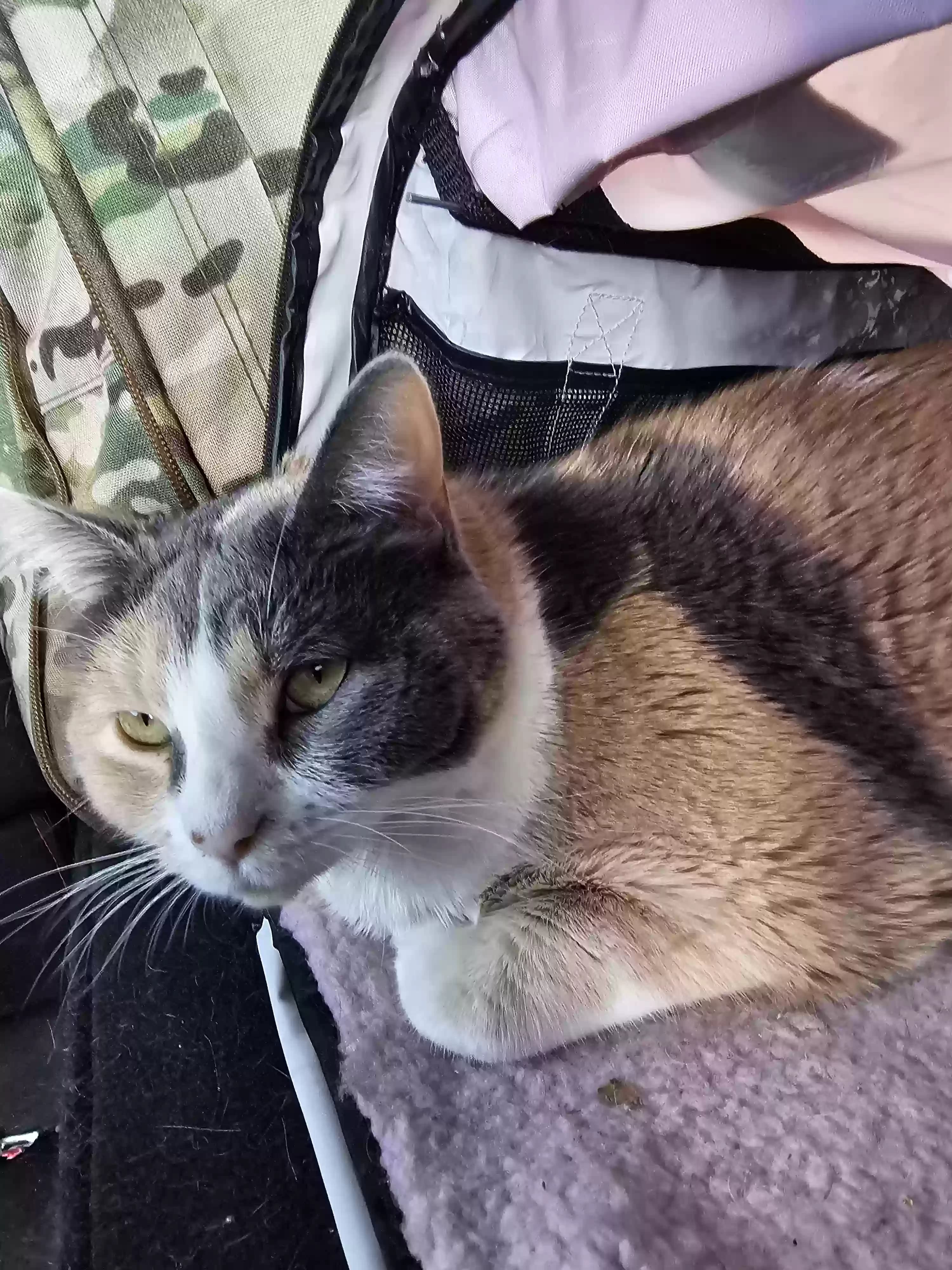 Dot, back home in Texas