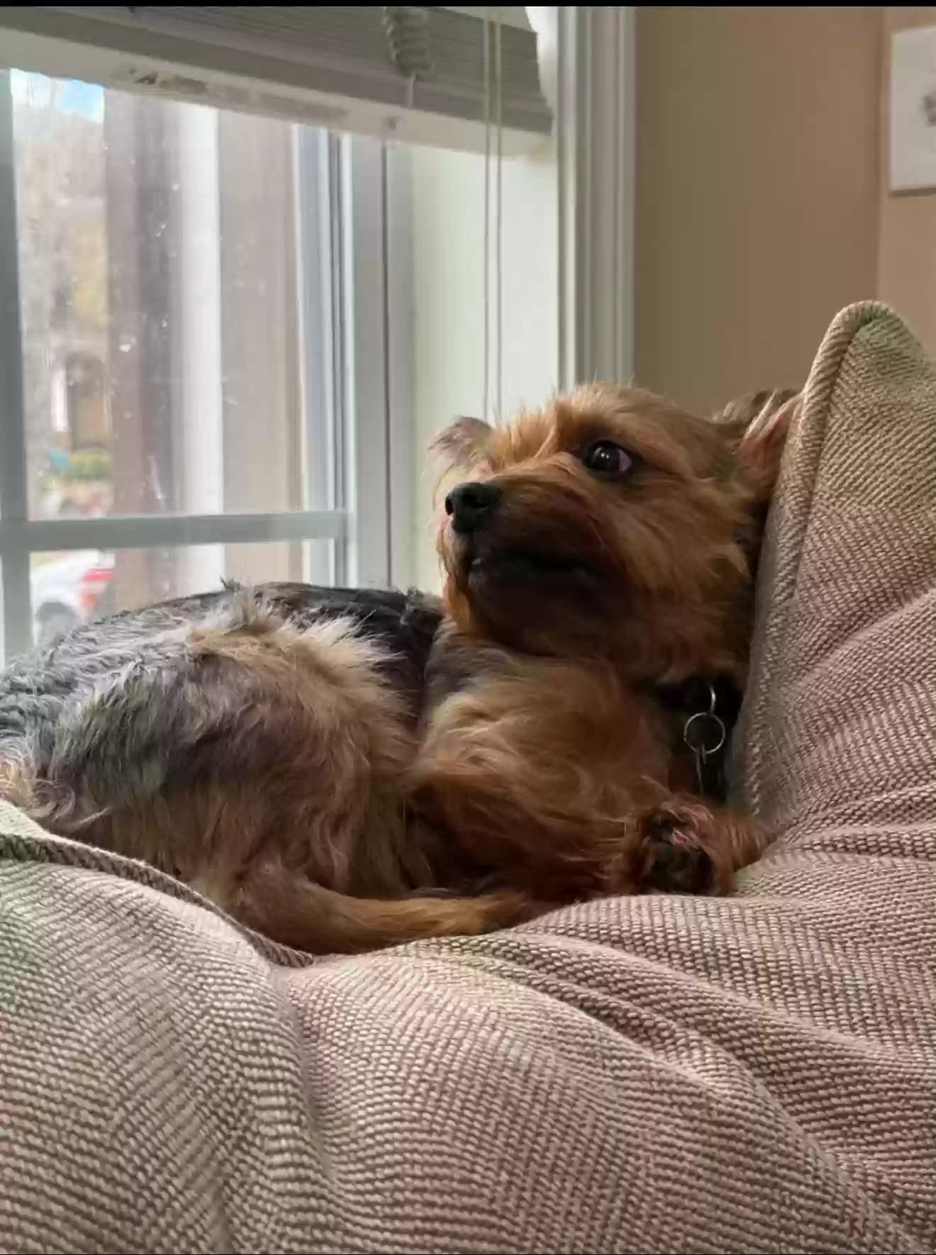Louie, back home in Georgia