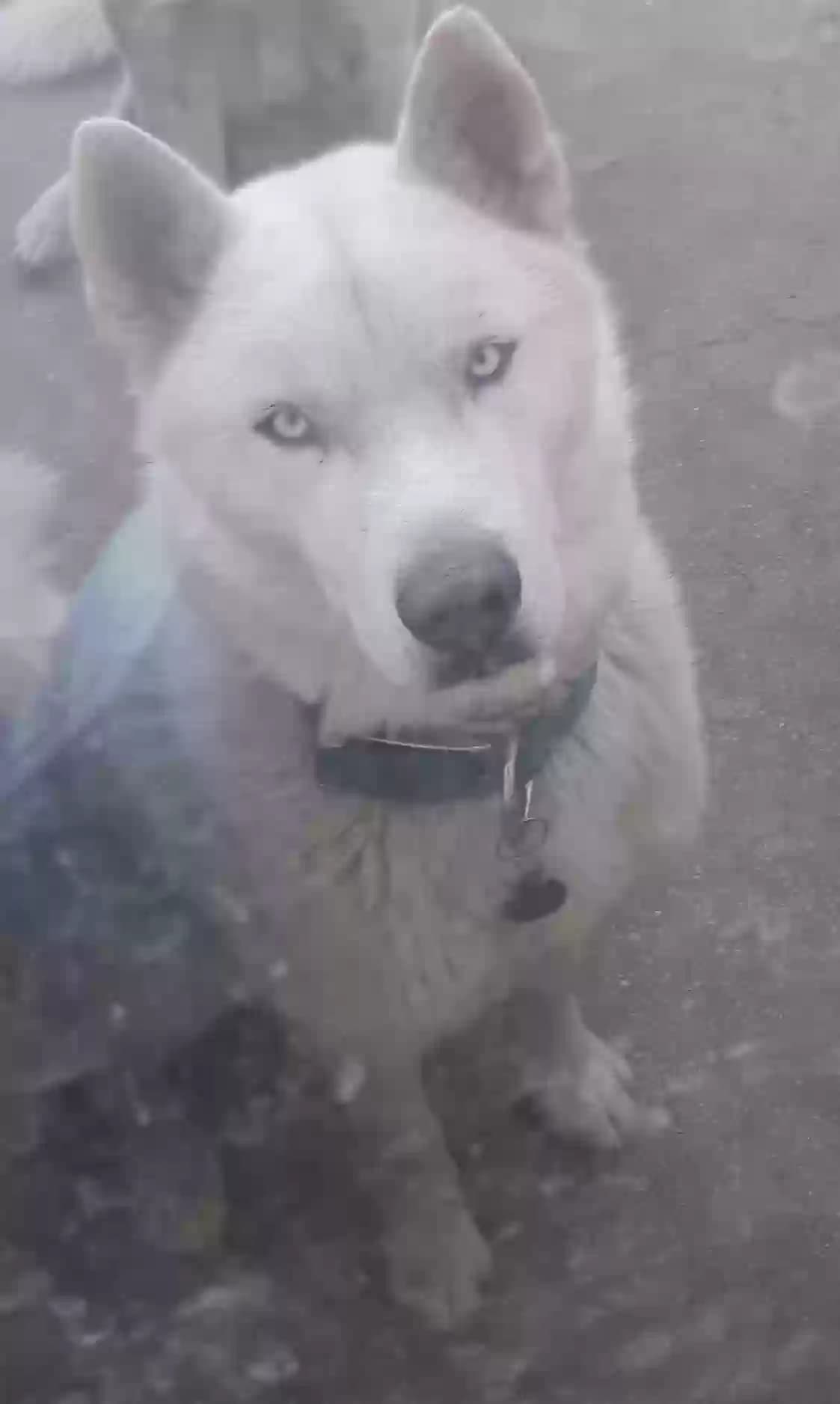 Lobo, back home in California