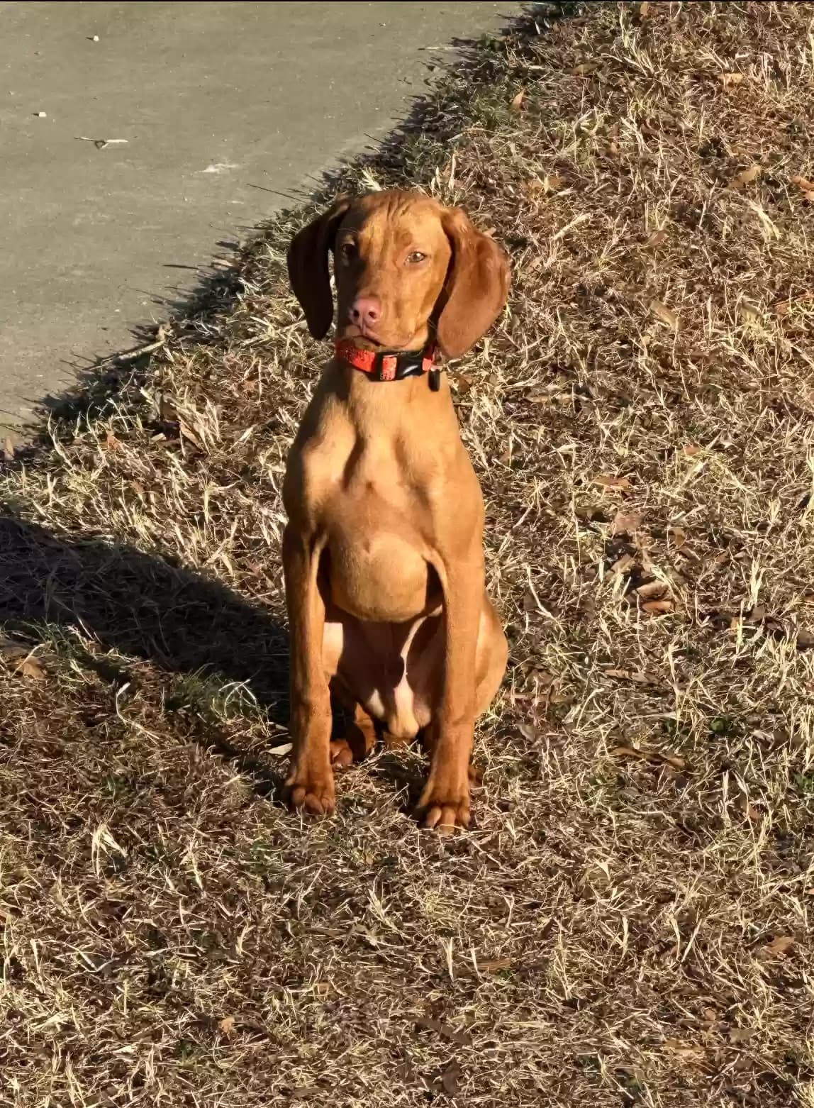 Winston, back home in North Carolina