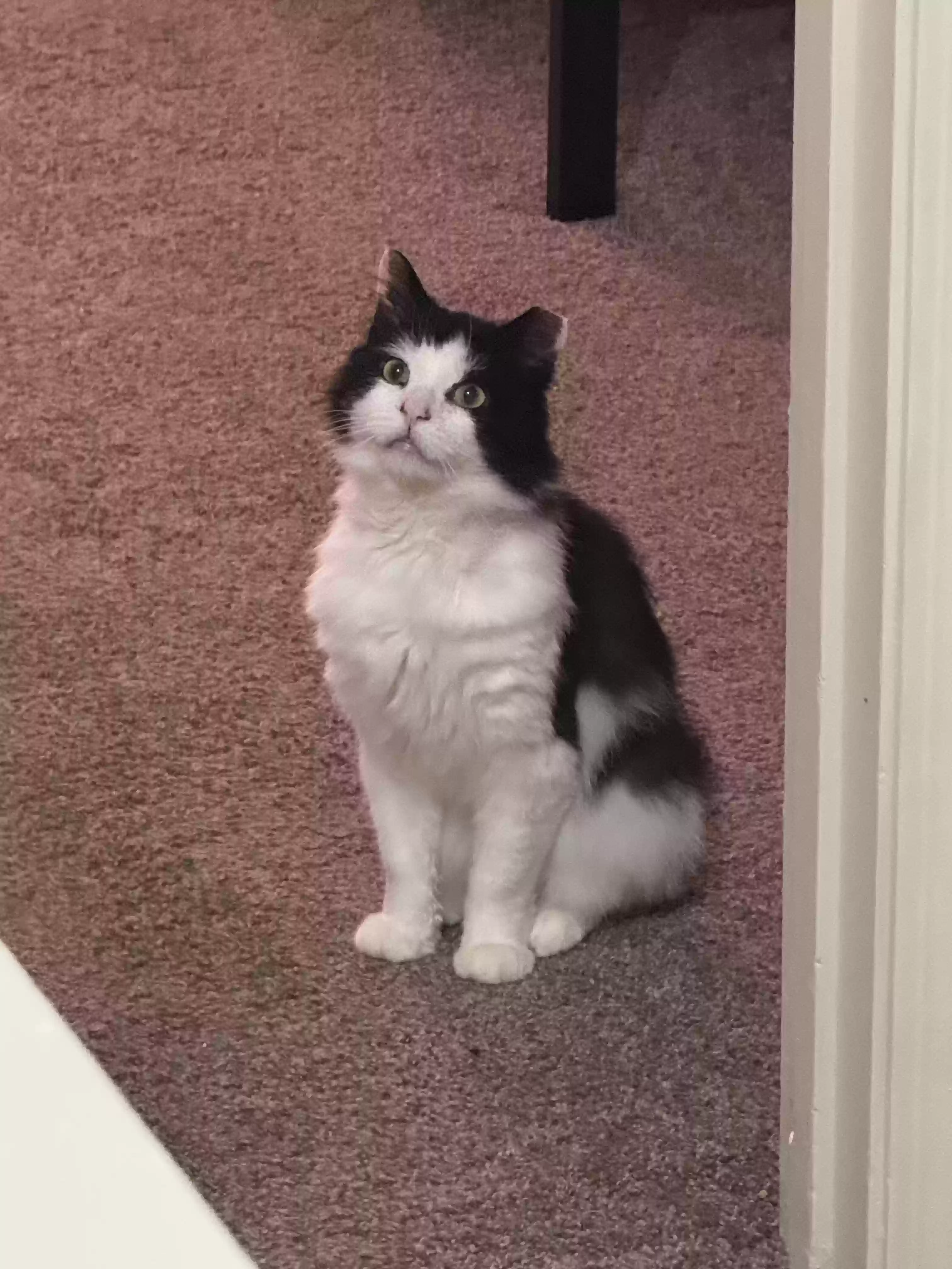 Mr Kitty, back home in Florida