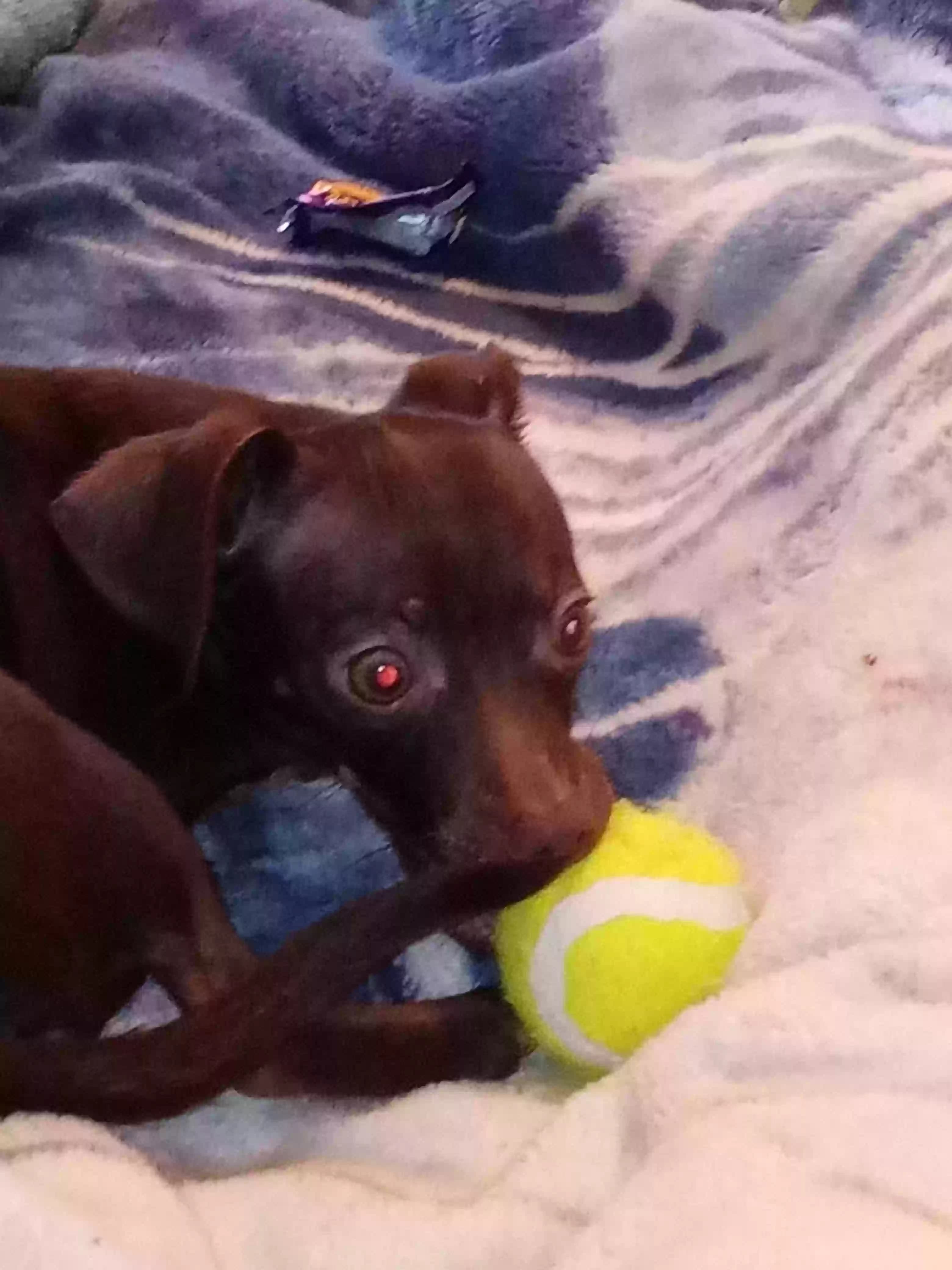 Coco, back home in California