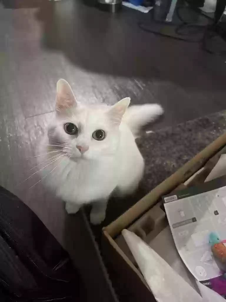 Peach, back home in Texas