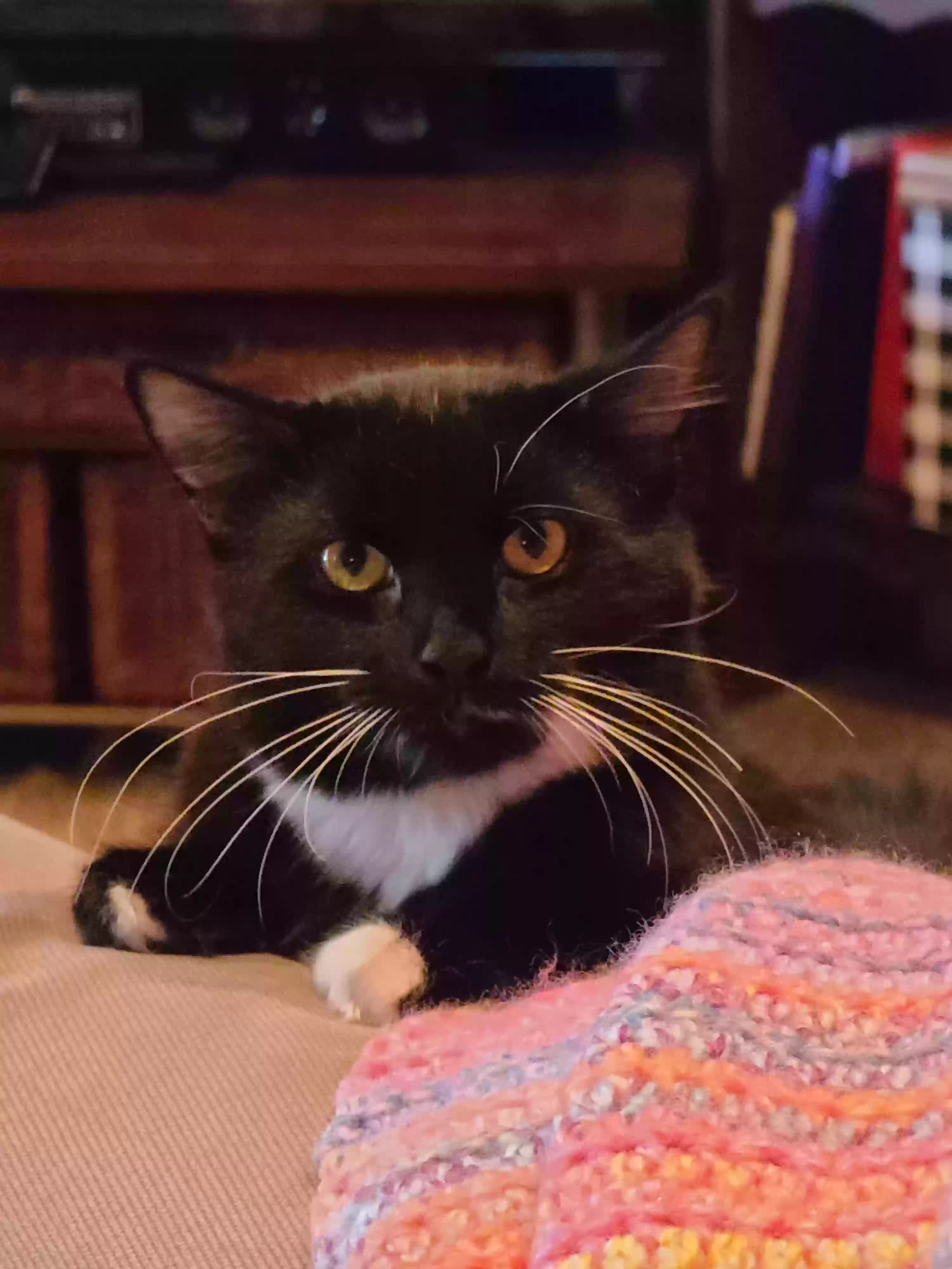Lazarus, back home in Ohio