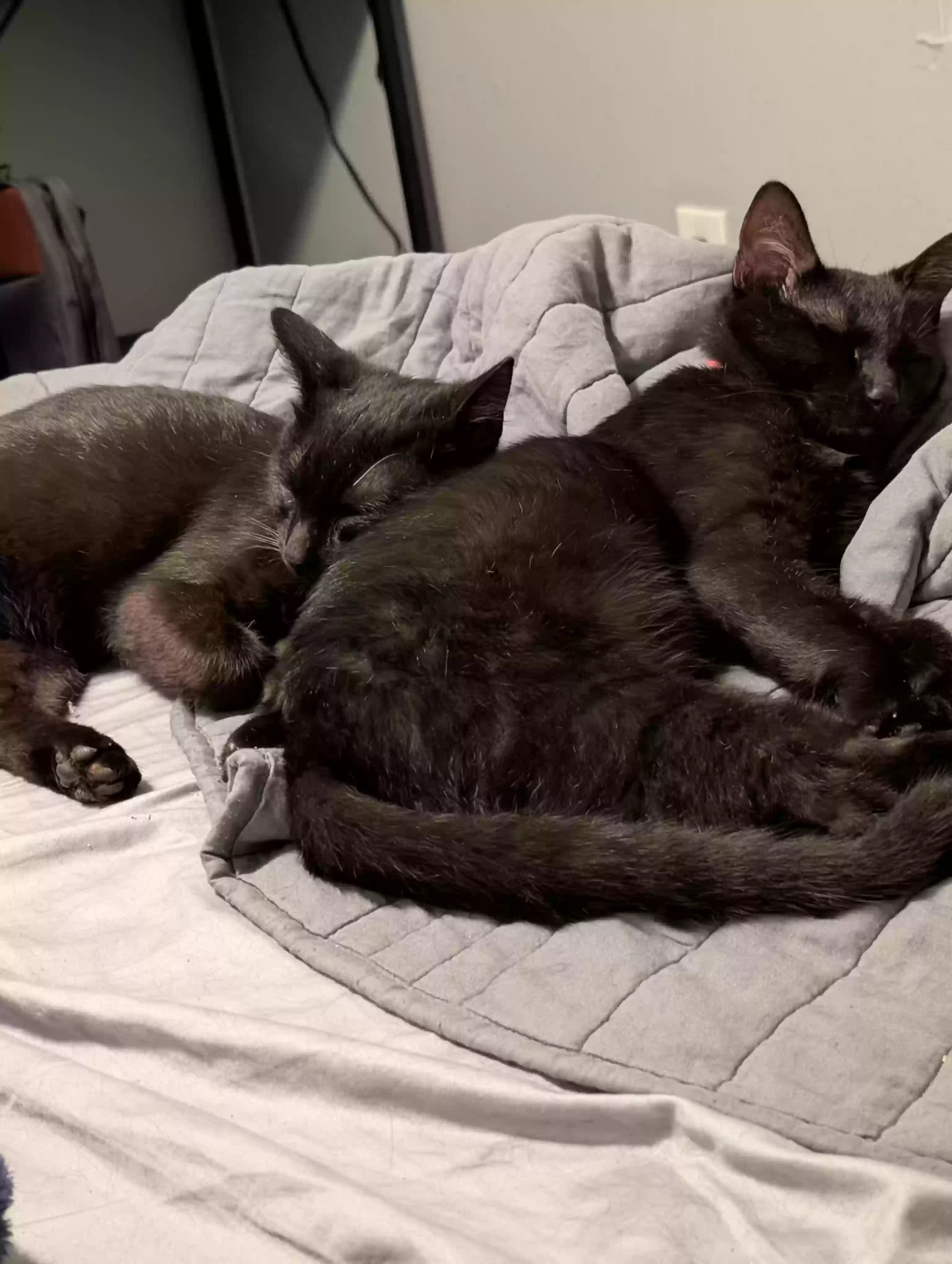 Koa and Orion, back home in Texas