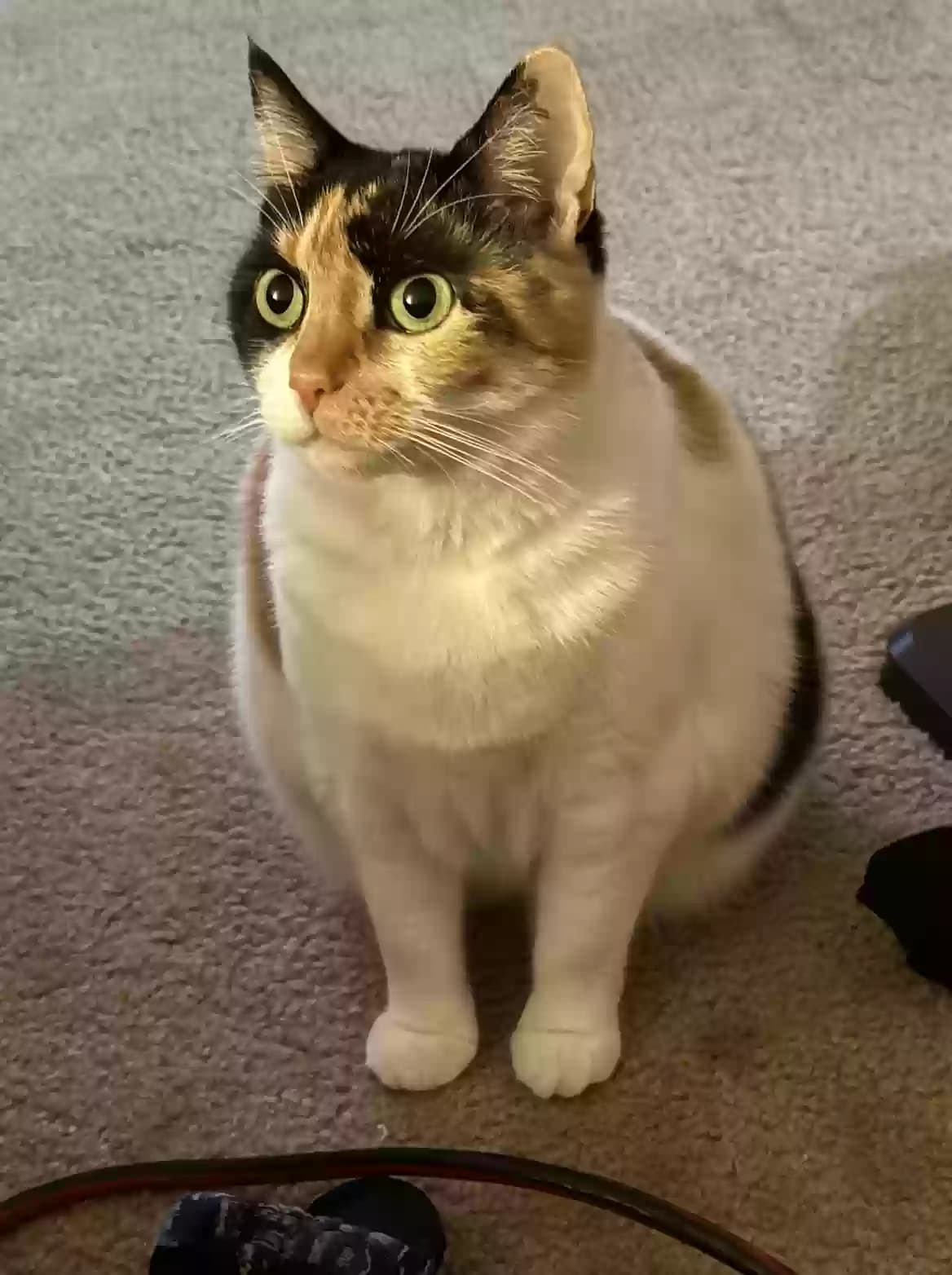 Beanie, back home in California