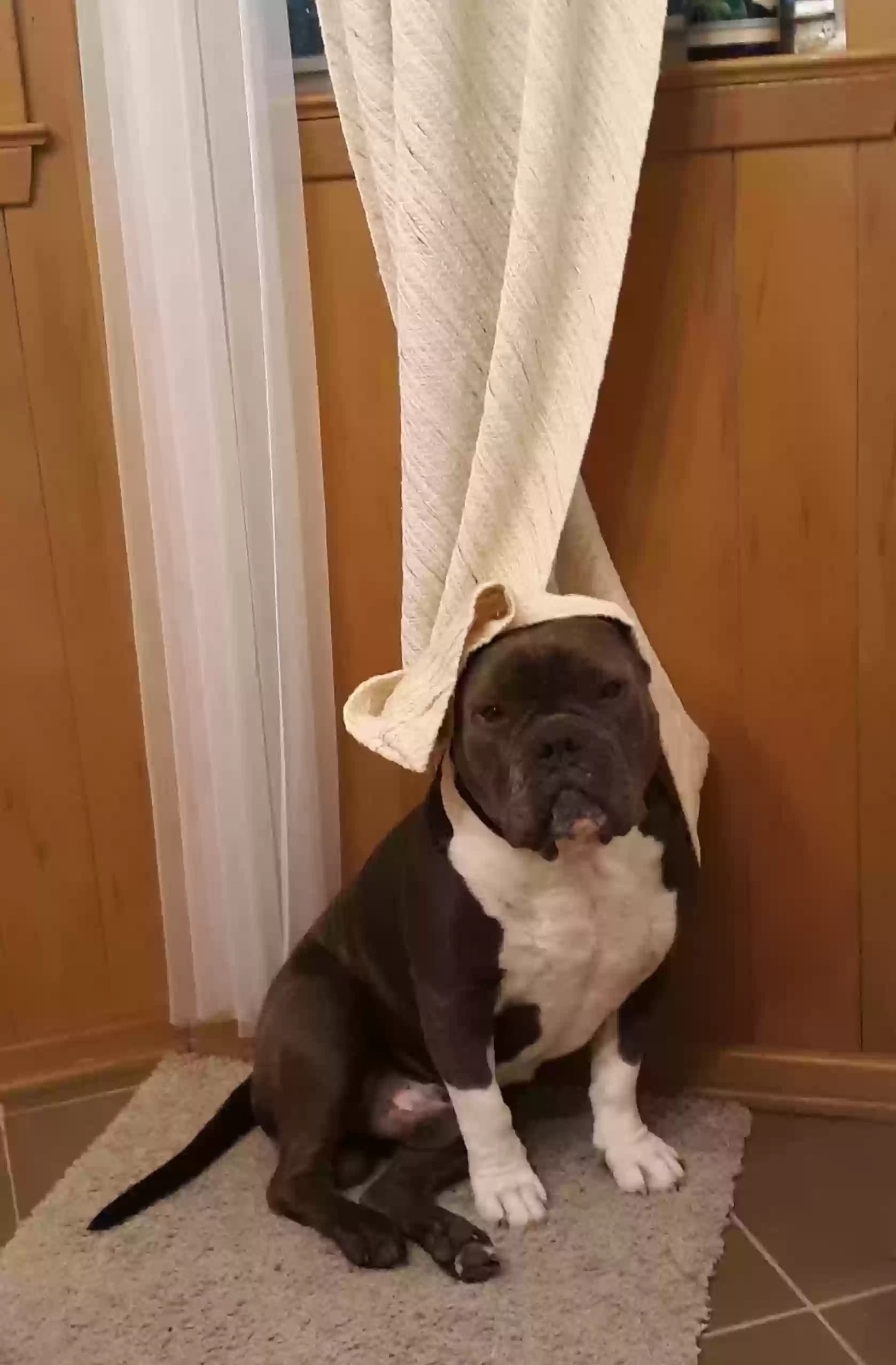 Dozer, back home in Texas