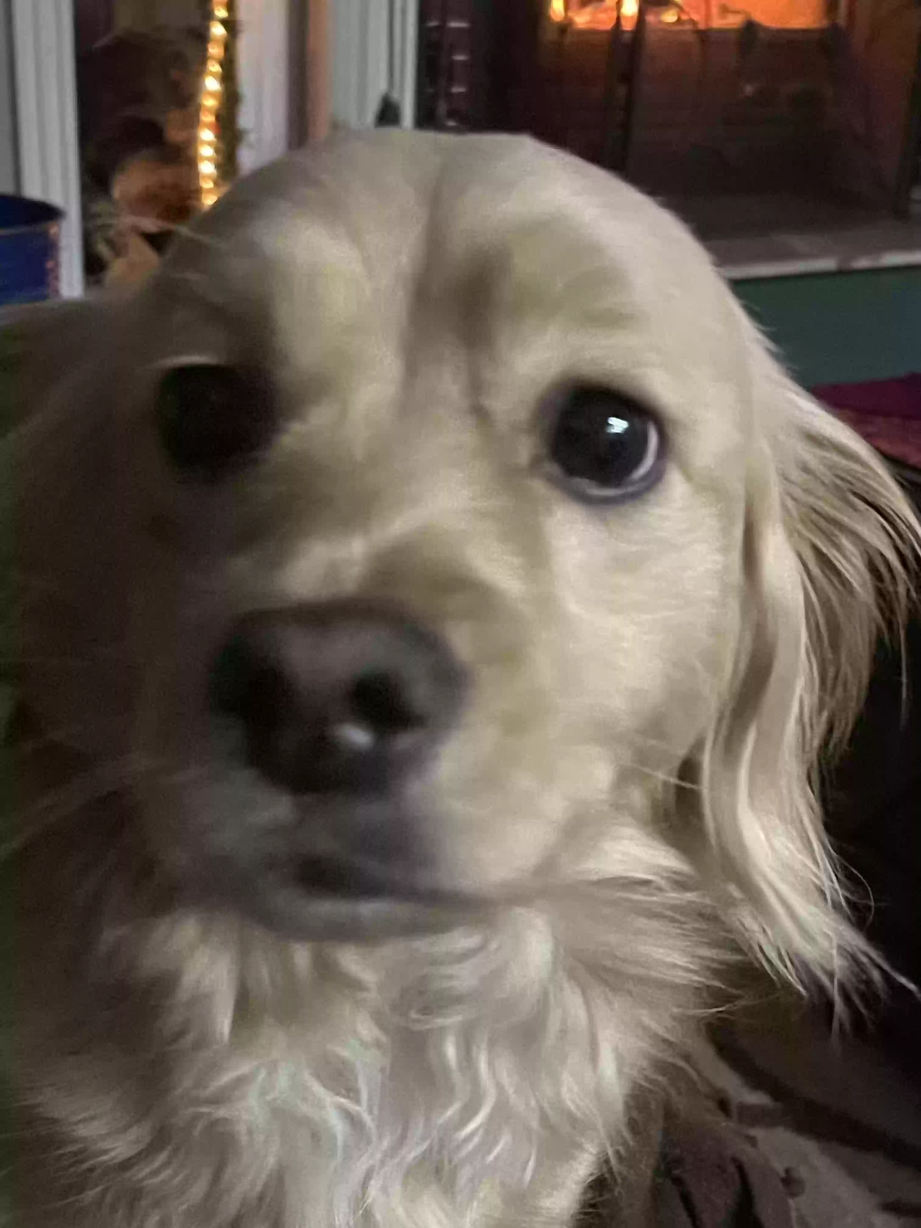Tucker, back home in California