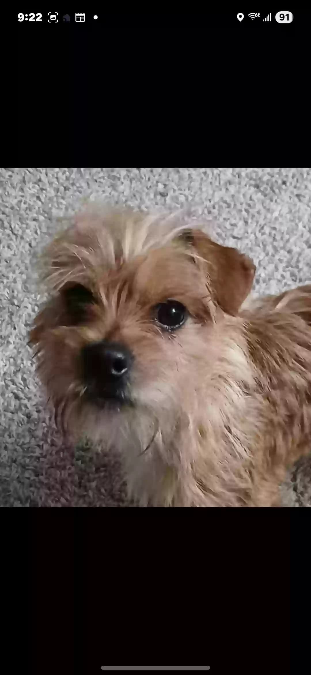 Taz, back home in Texas