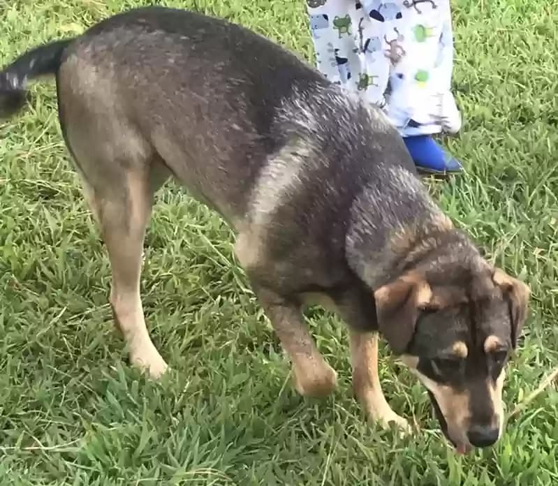 Karma, back home in Florida