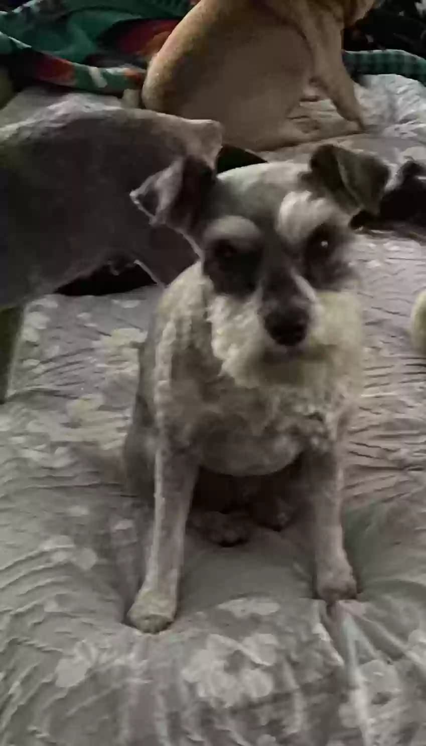 Roxie, back home in Texas