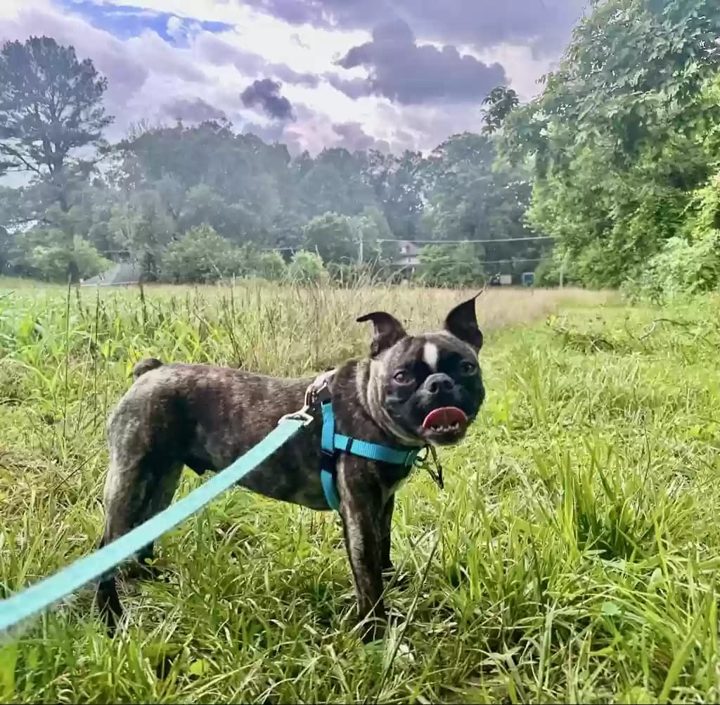 Teddy, back home in Maryland