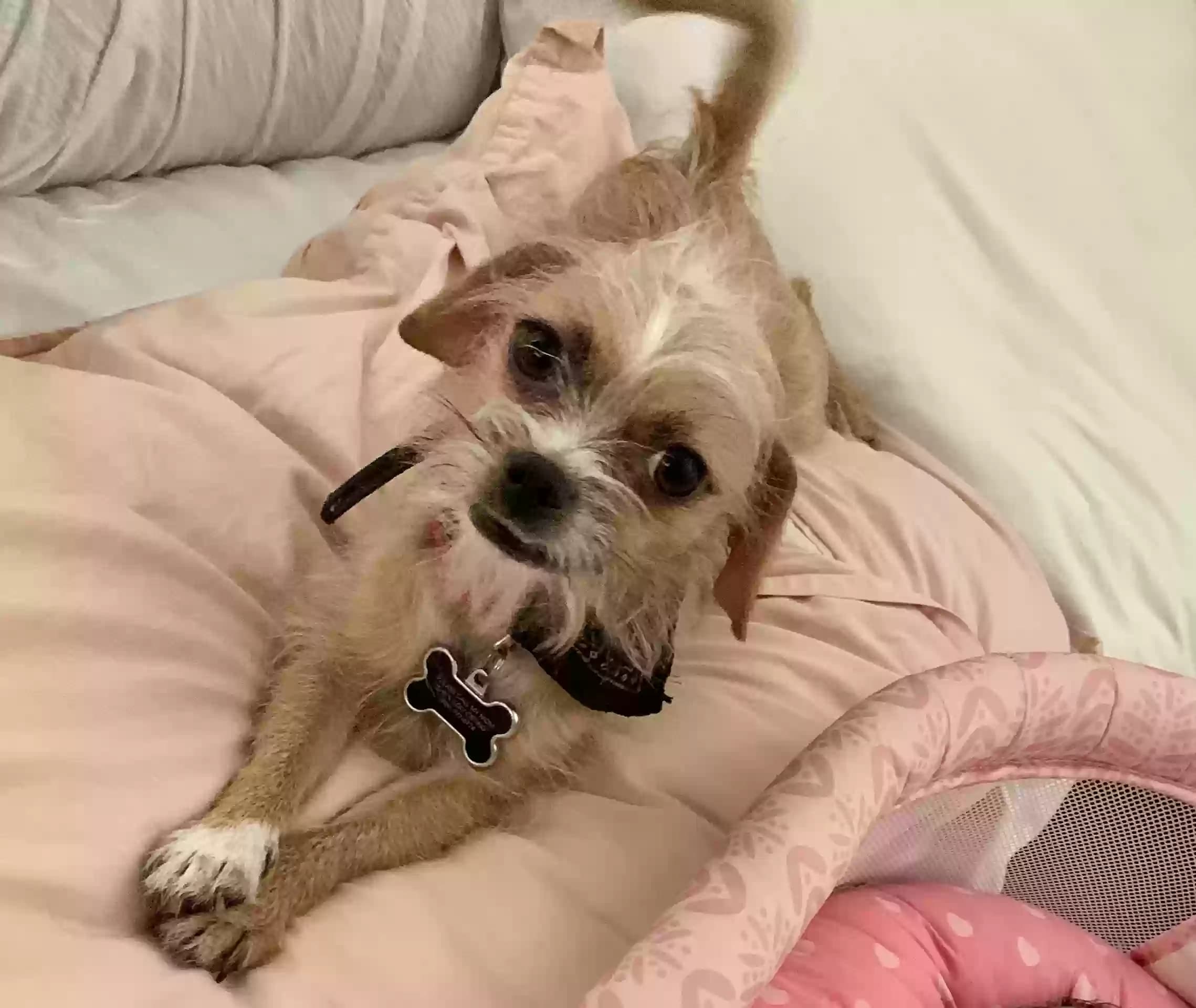 Delilah, back home in Arizona
