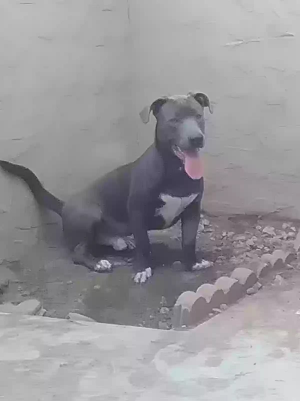 Lobito, back home in Arizona