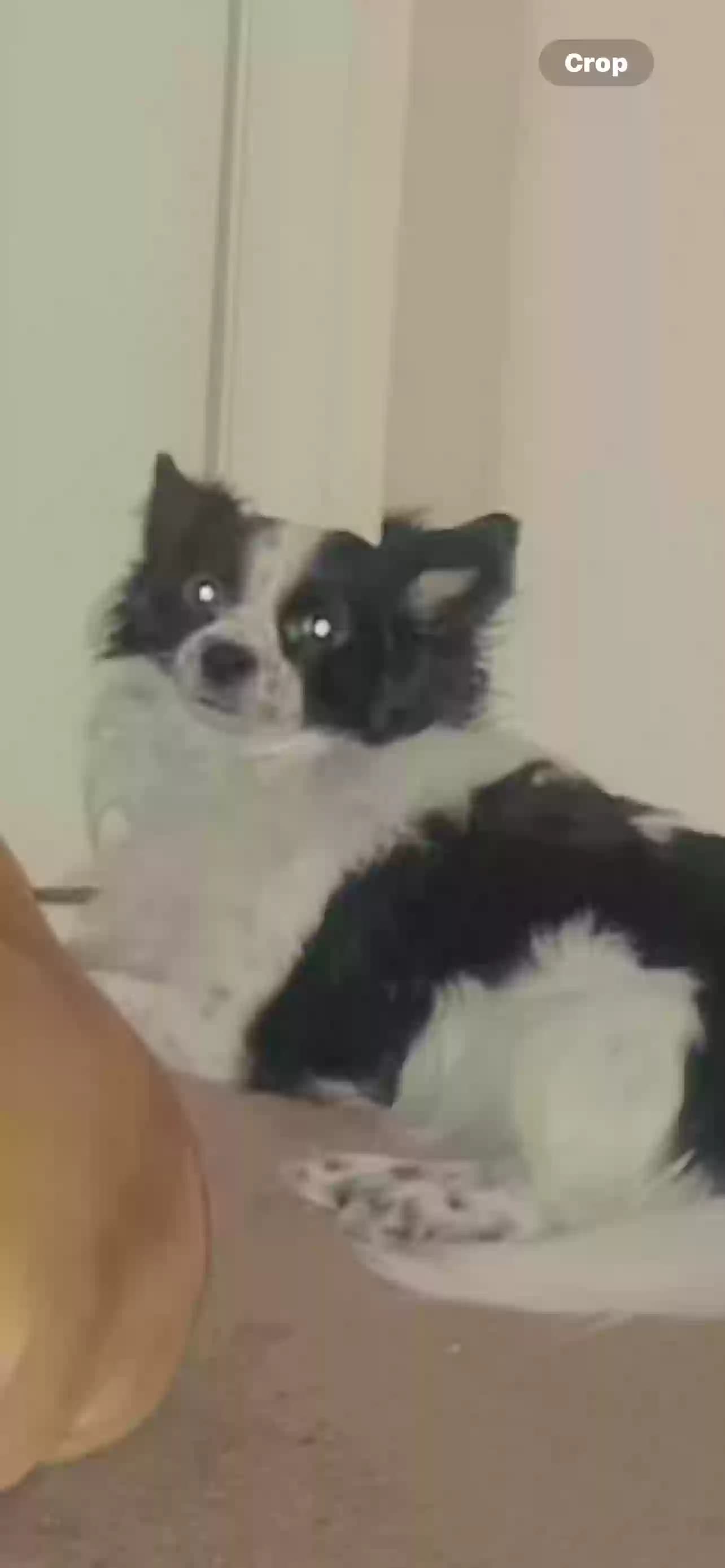 Mordecai (Morty), back home in Arizona