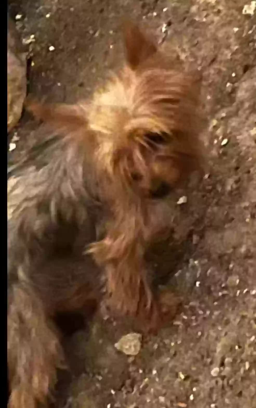 Bichi, back home in Texas