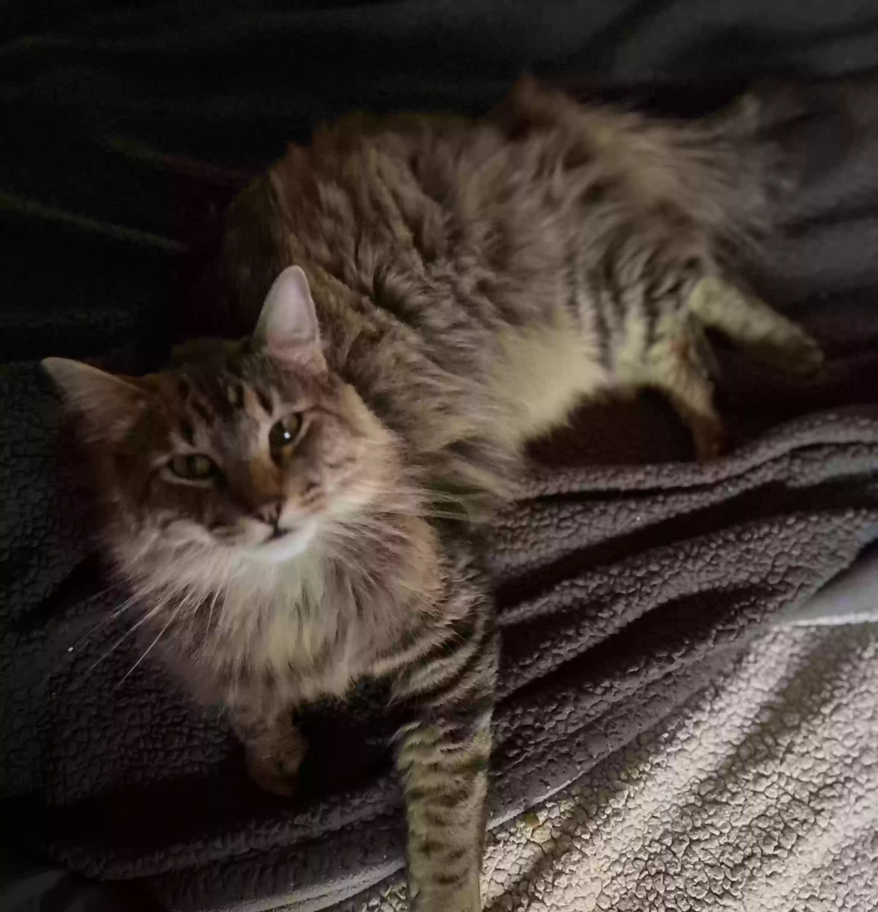 Floofy, back home in Texas