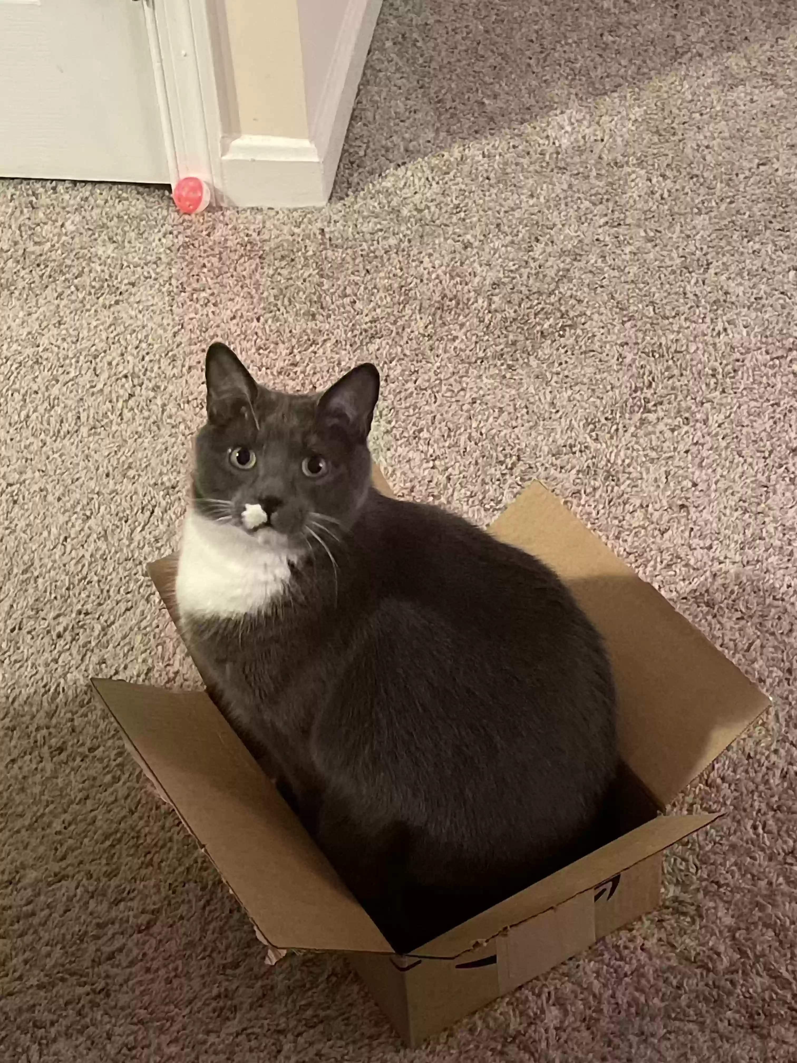 Boots, back home in Maryland