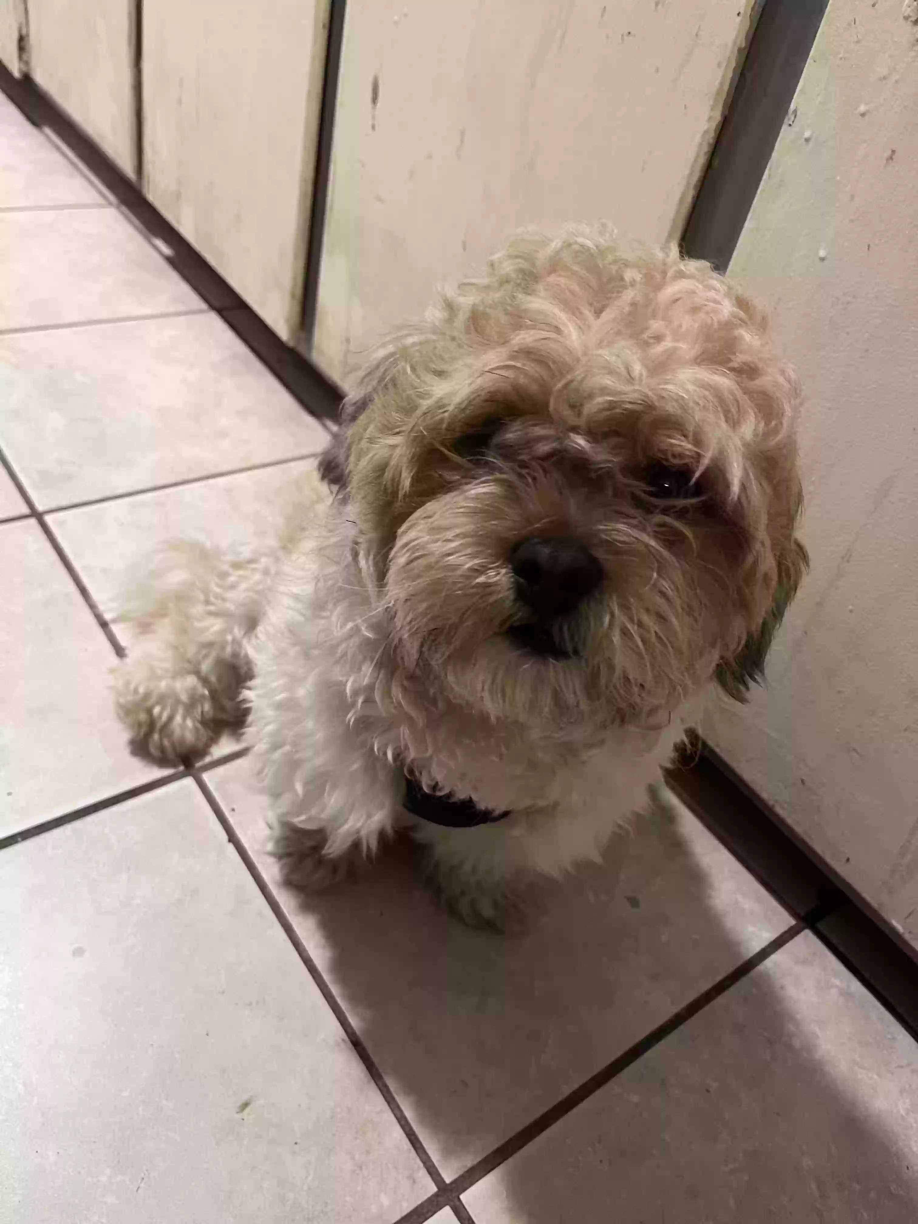 Toby, back home in South Carolina
