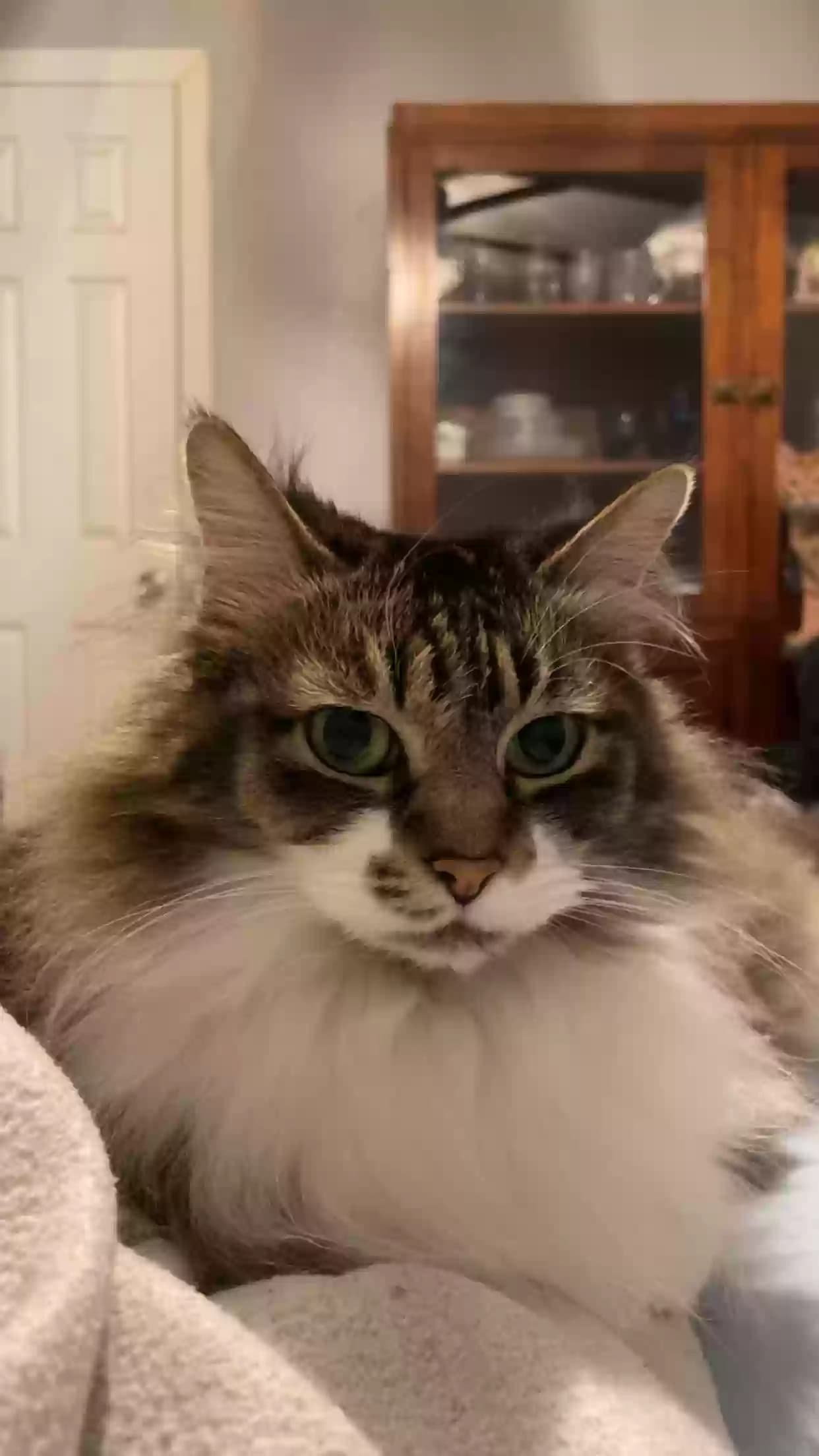 Kitty Ba Ba (Honey), back home in Texas
