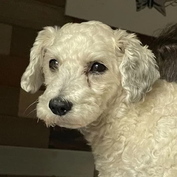 Lucky or Artie, back home in California