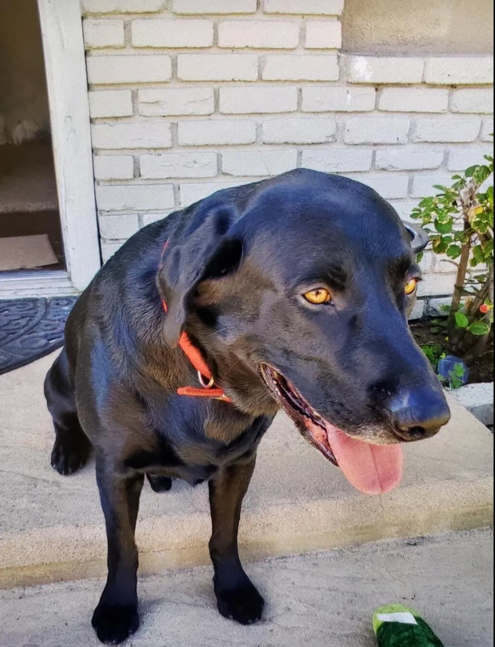 Champ, back home in California