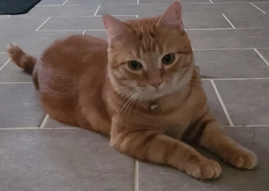 Oliver (Ollie), back home in New York