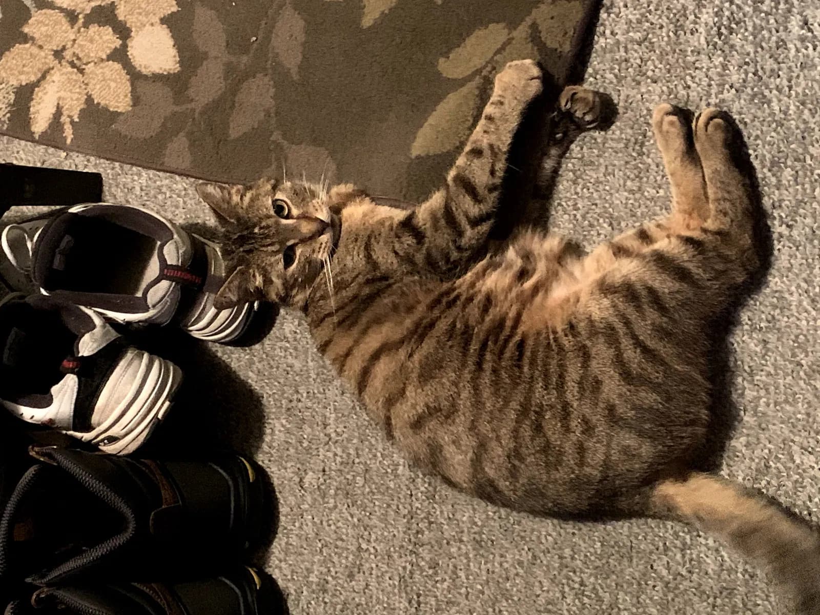 Ollie, back home in Indiana