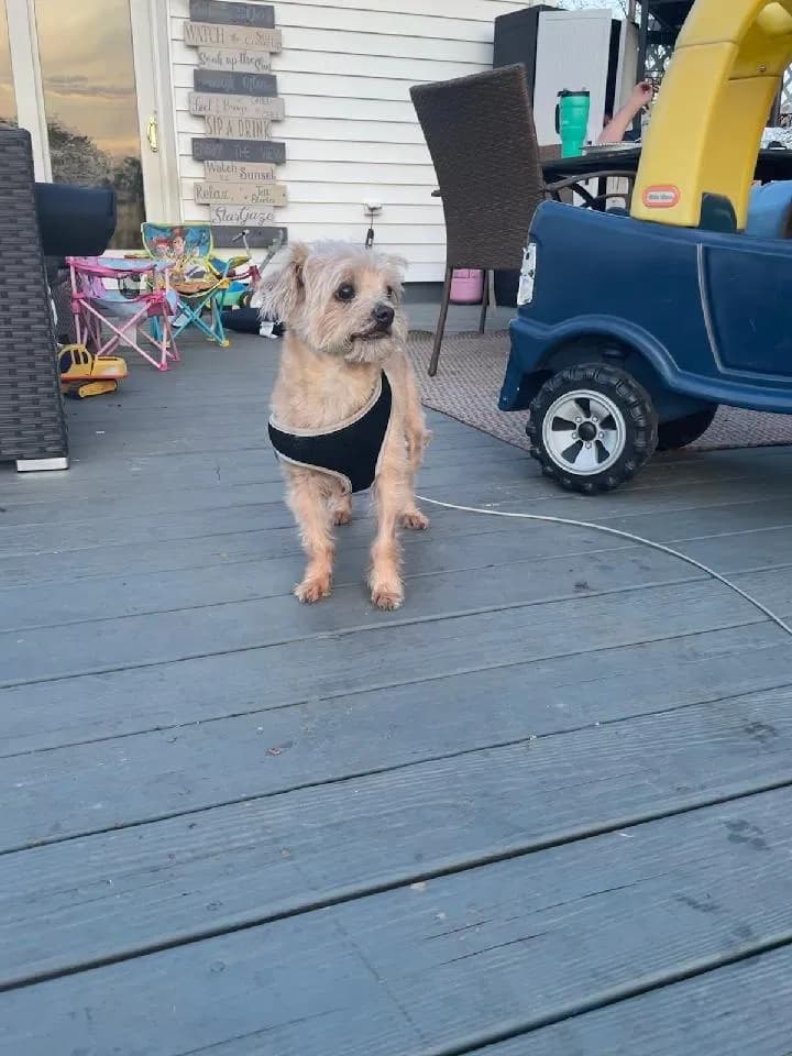 Scout, back home in New Jersey