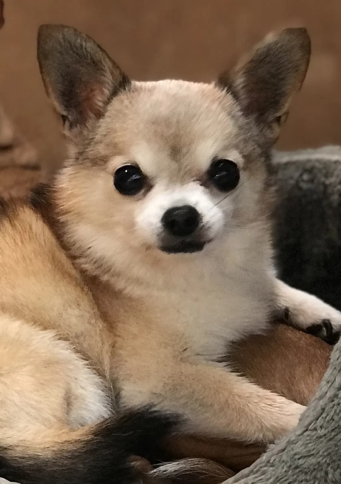 CHIA, back home in California