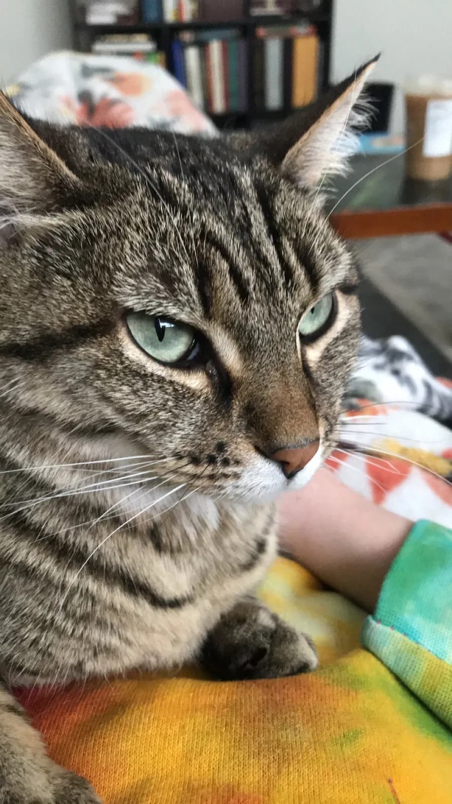 Ahsoka, back home in Colorado