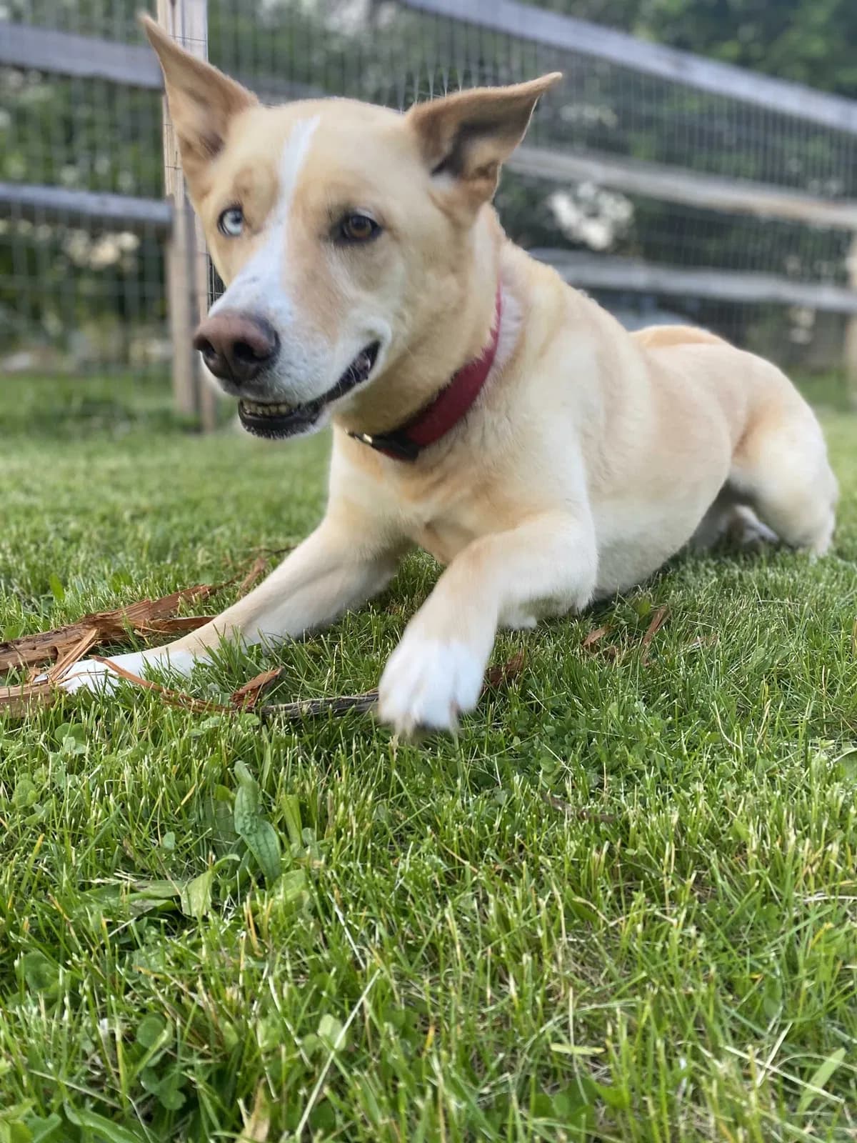 Theo, back home in Michigan