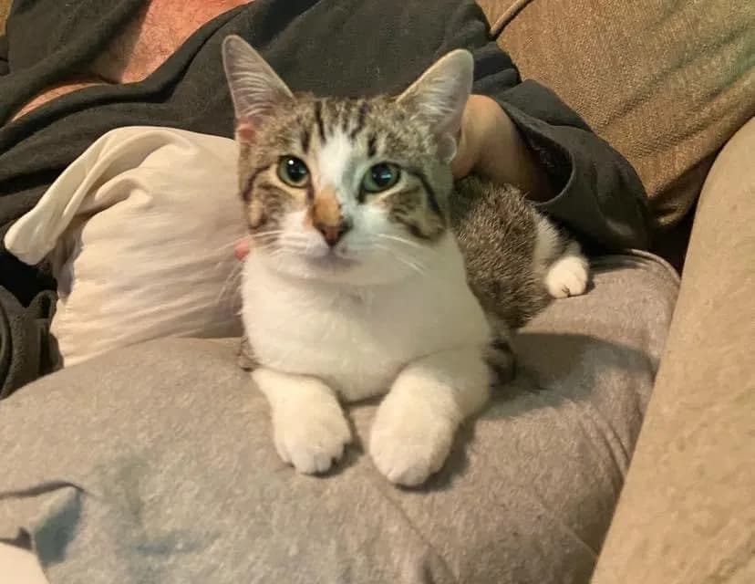 Louie, back home in Texas