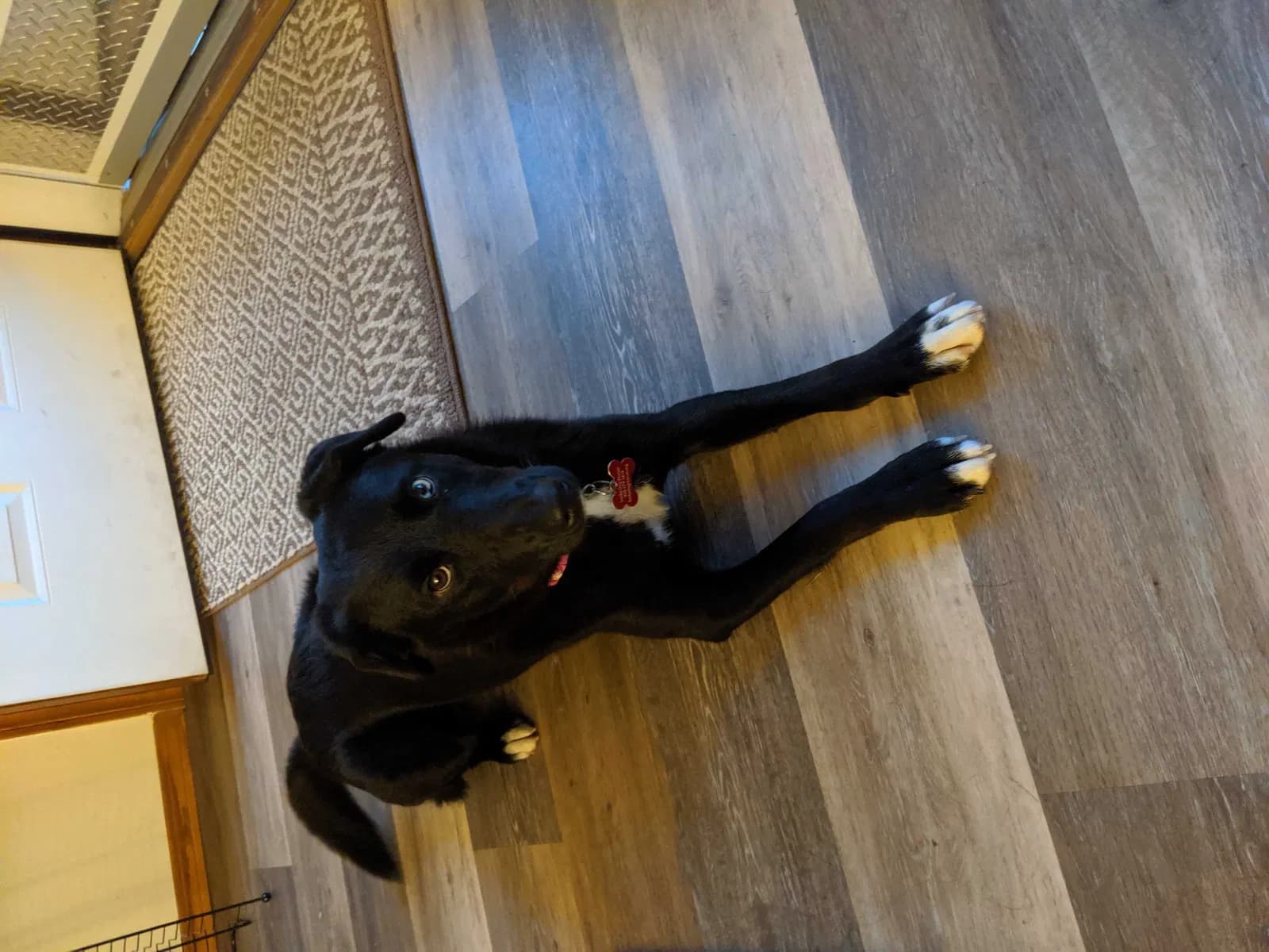 Emmy, back home in Texas