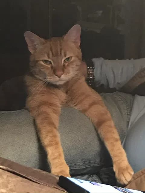 Mufasa, back home in New York