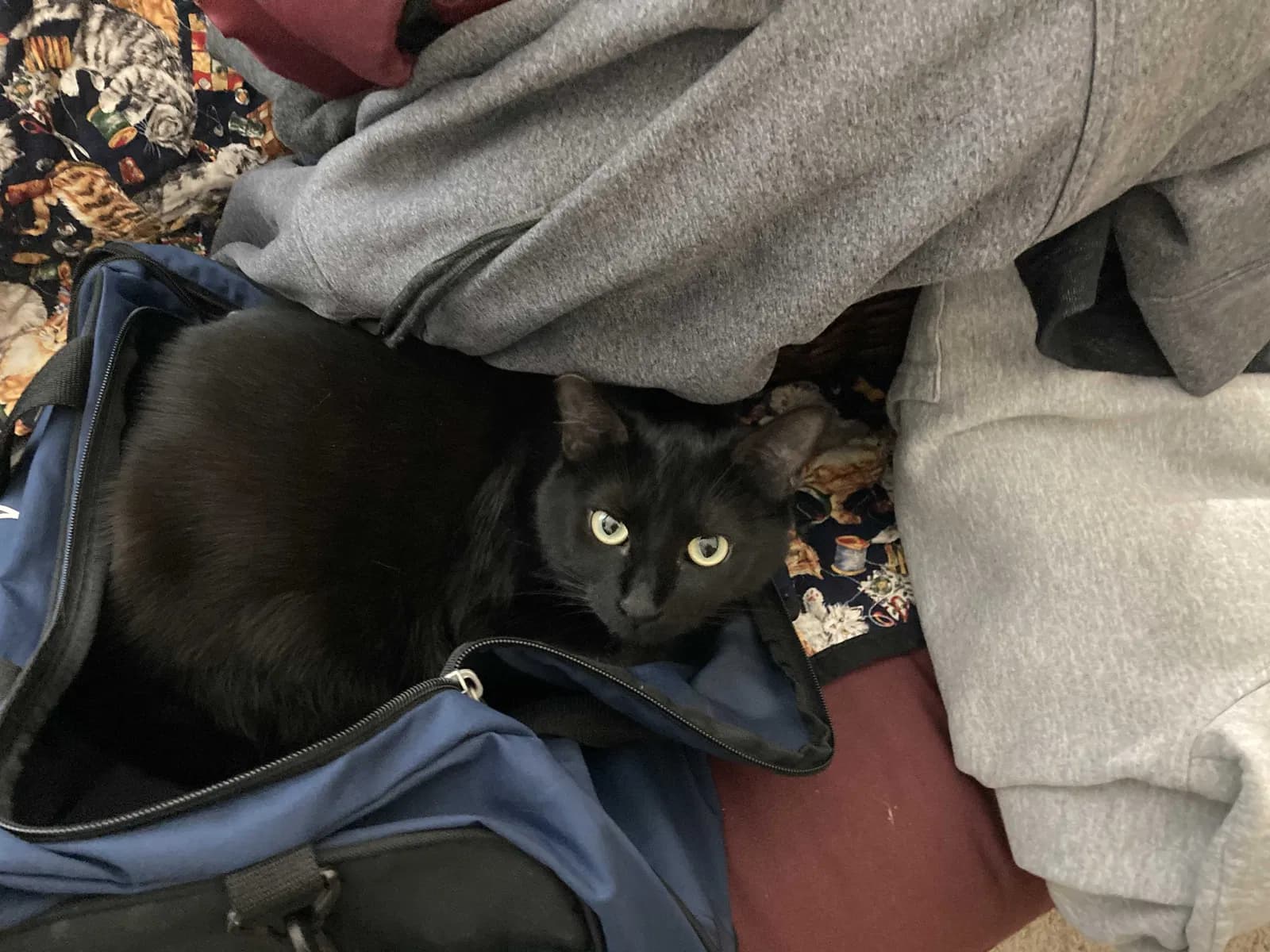 Octavia, back home in California