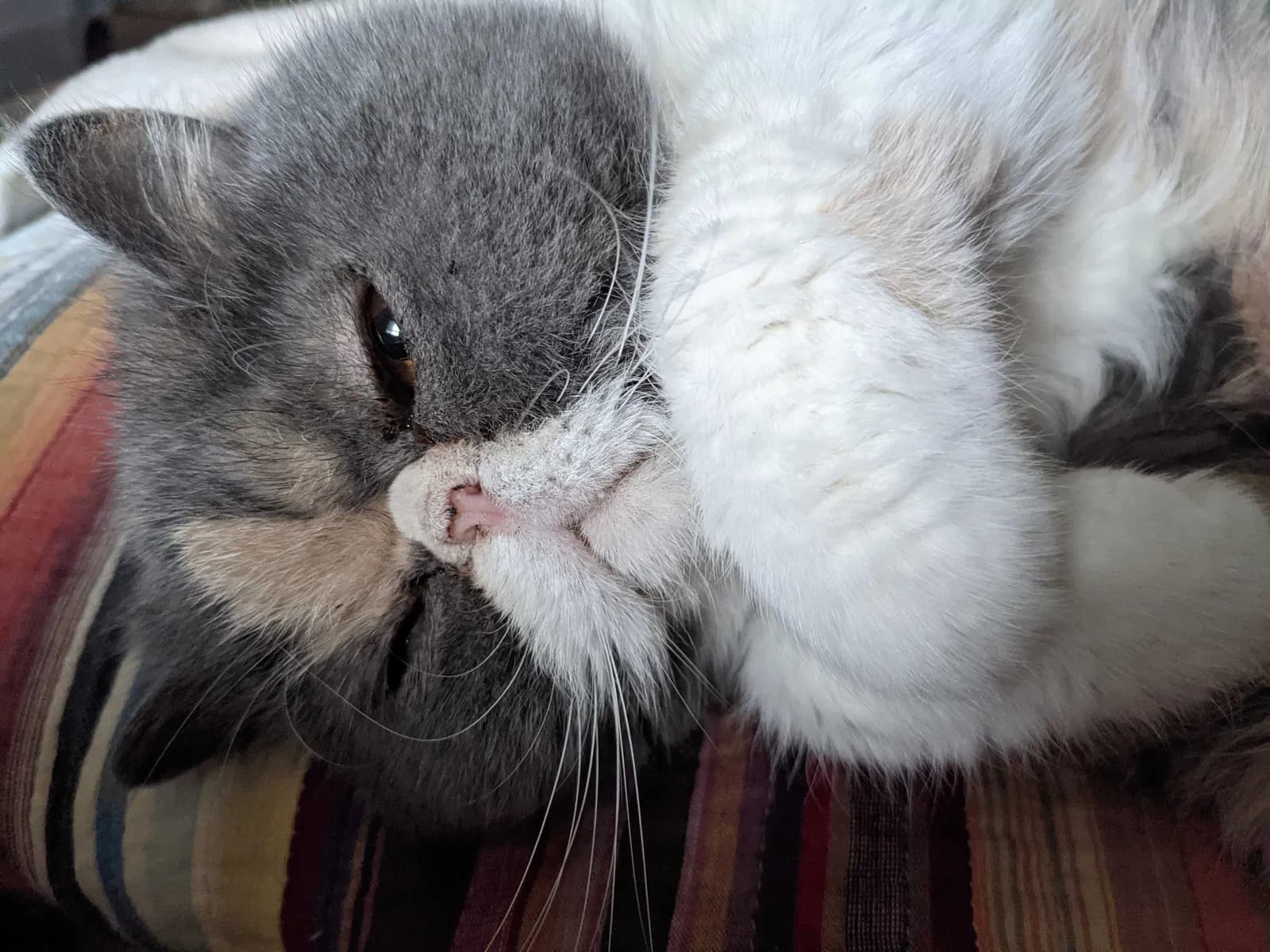 Pancake, back home in California