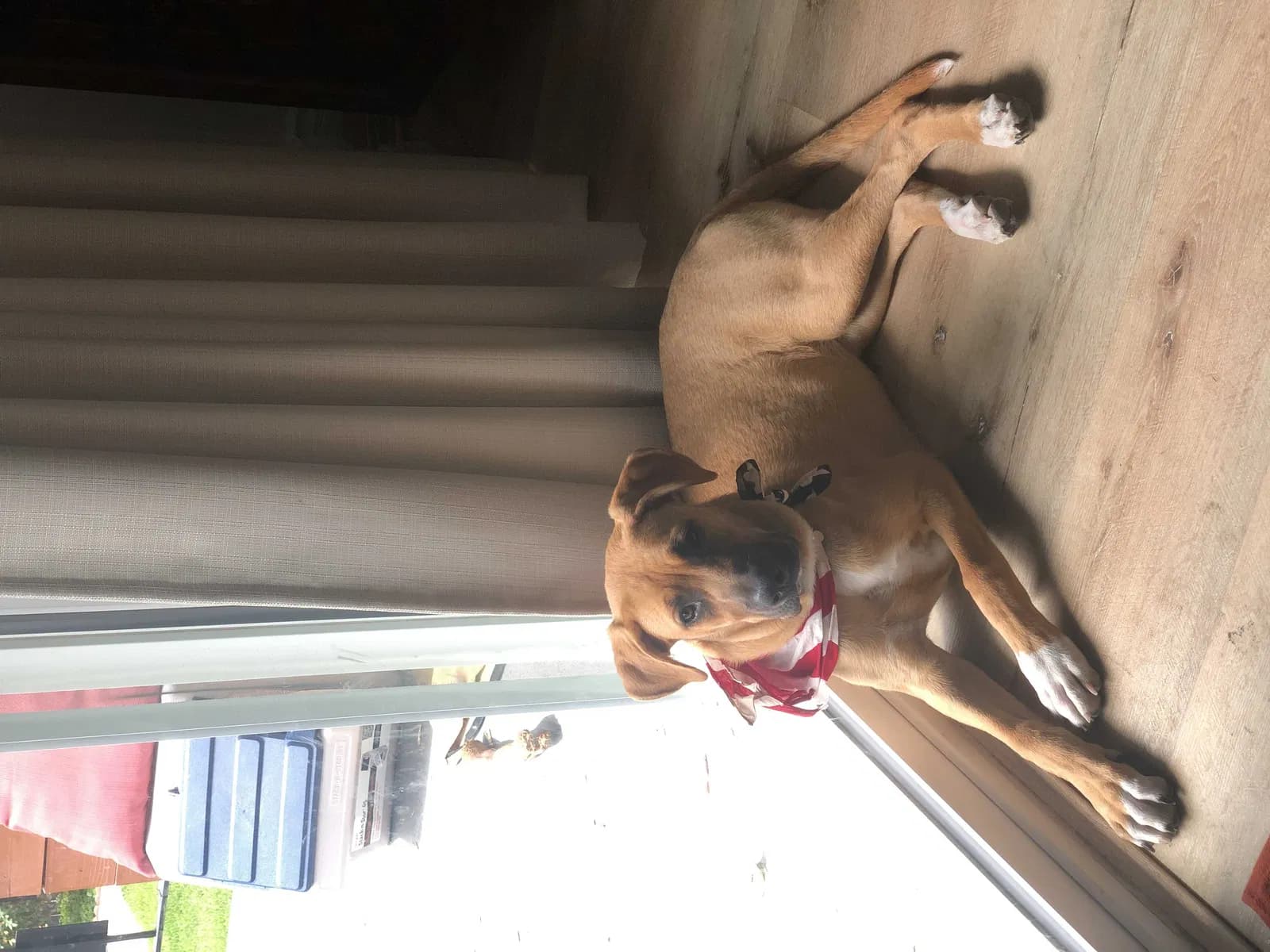 Frankie, back home in California