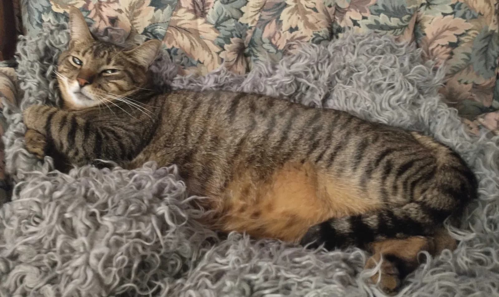 Tigger, back home in Oregon