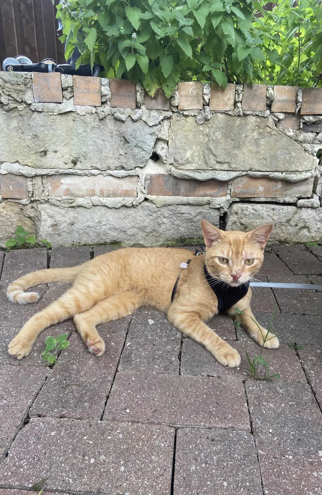Pippi, back home in Texas