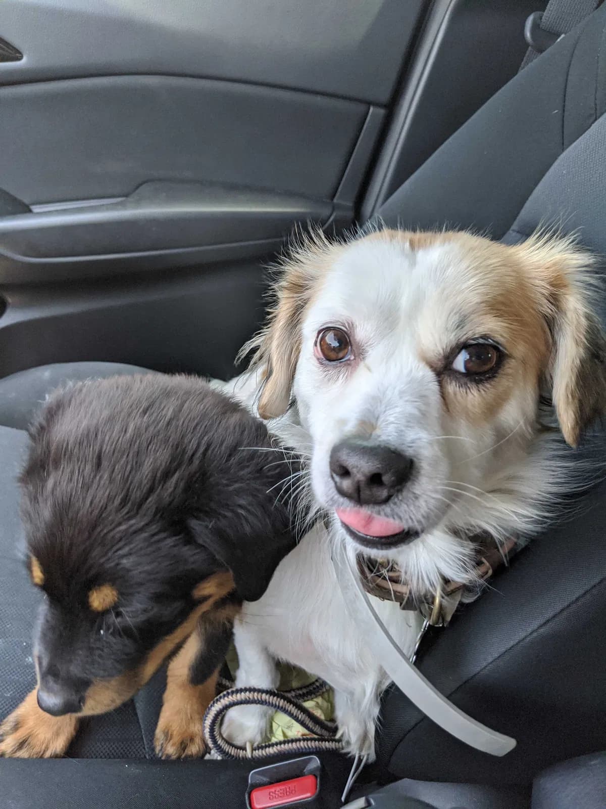 Lily, back home in Texas