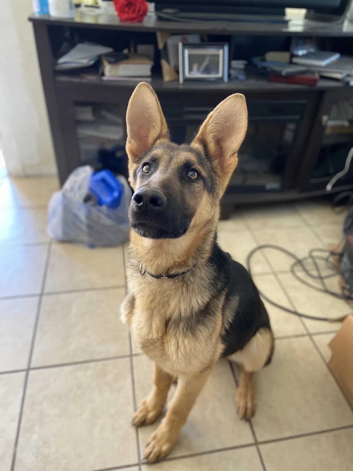 Chewbacca (chewy), back home in Arizona