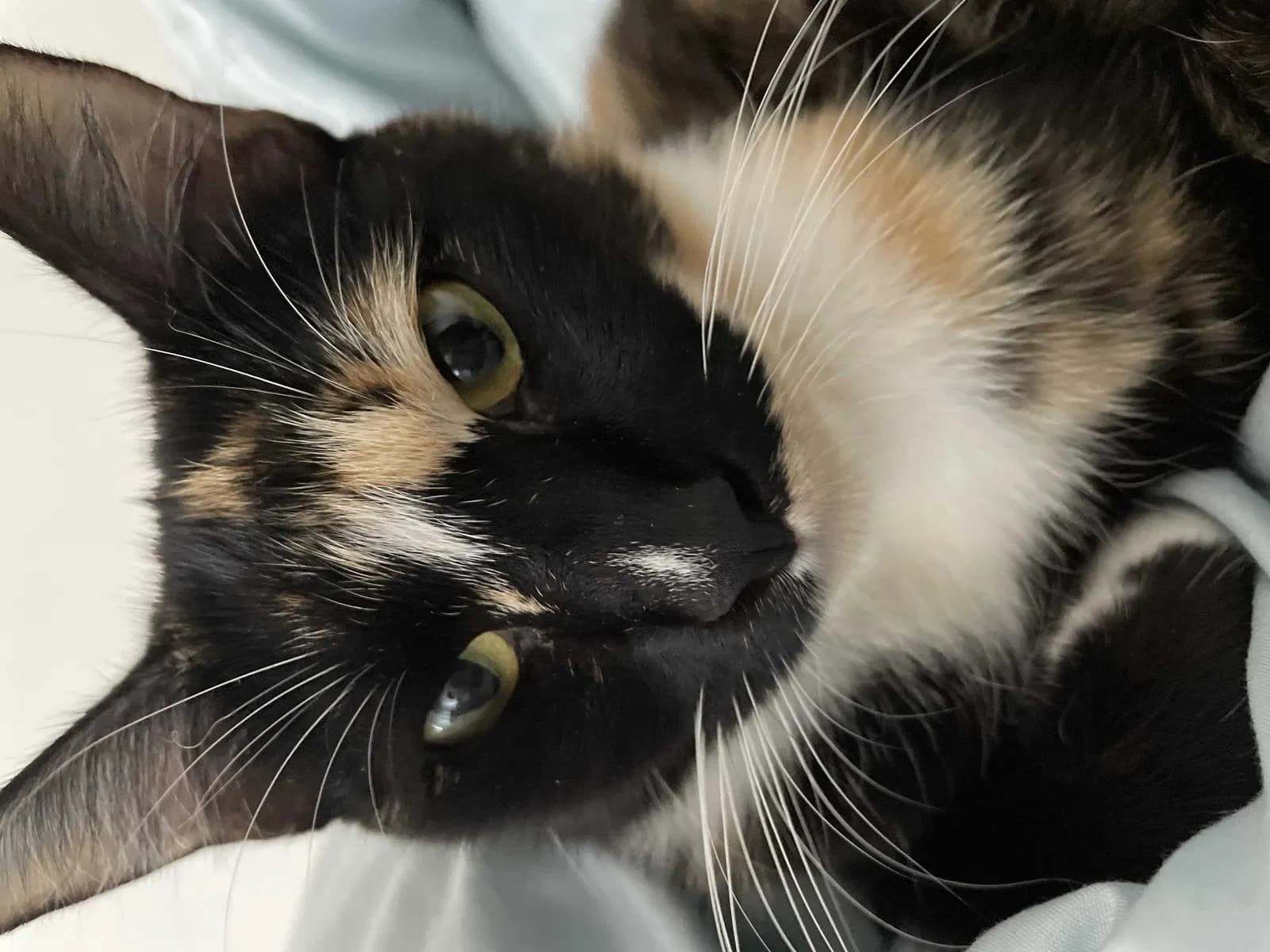 Posie, back home in California