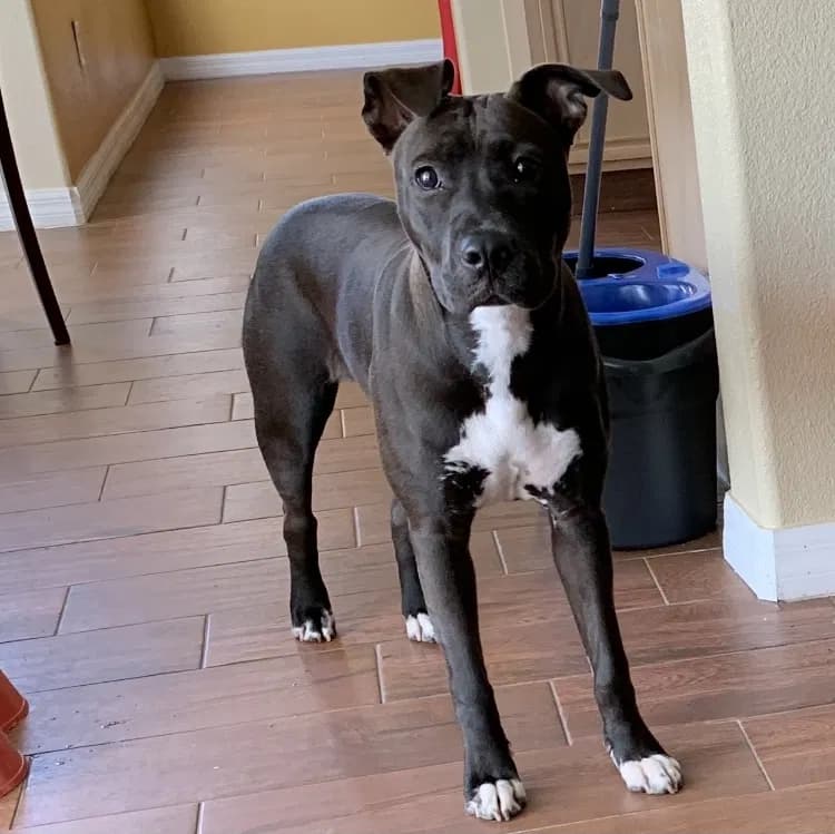 Luna, back home in Florida