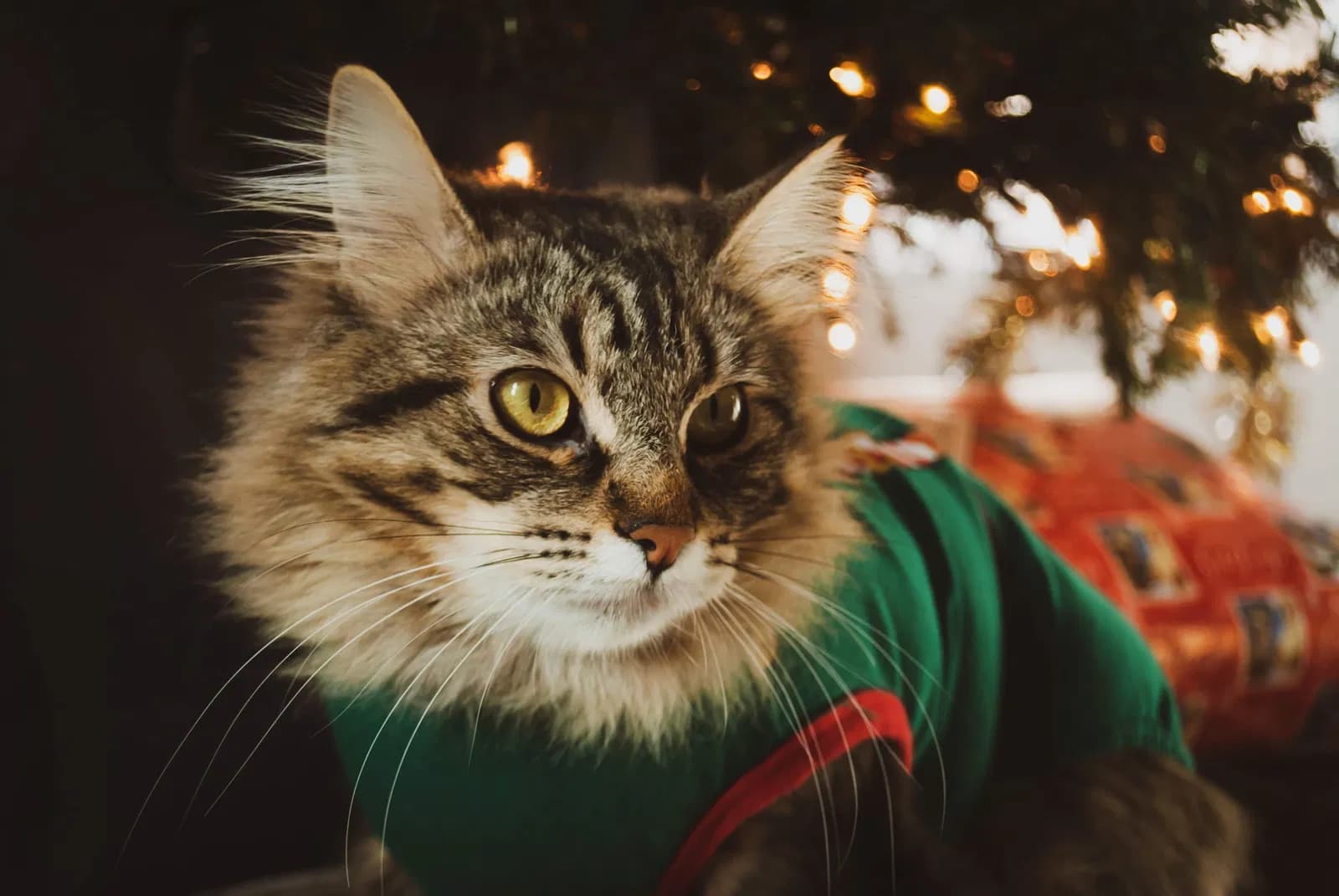 KIT-KAT, back home in Washington