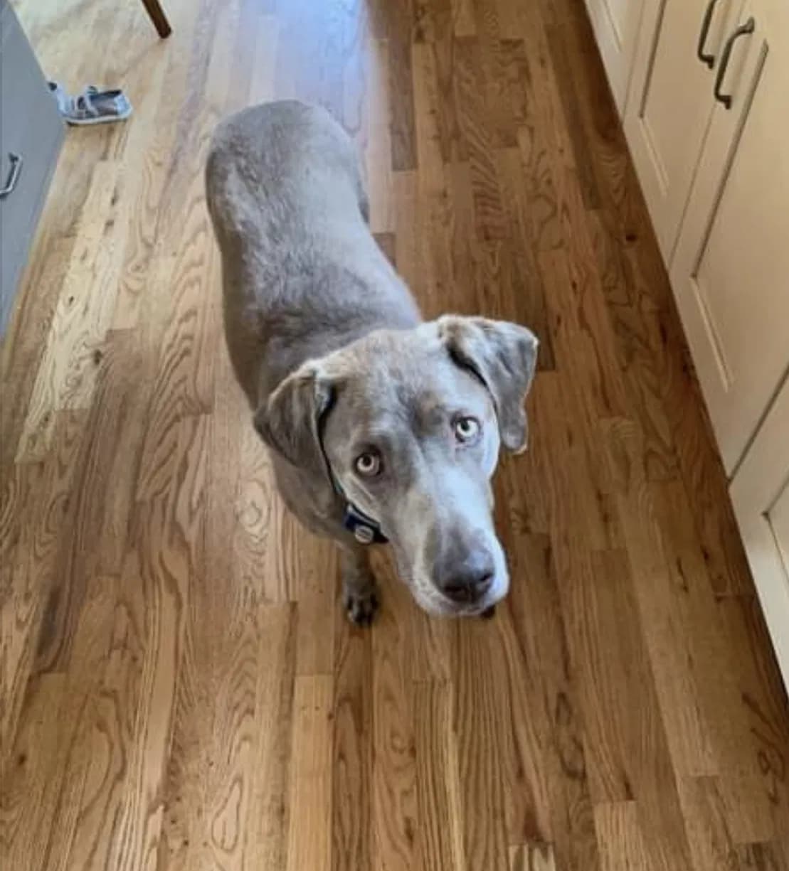 Evie, back home in Colorado