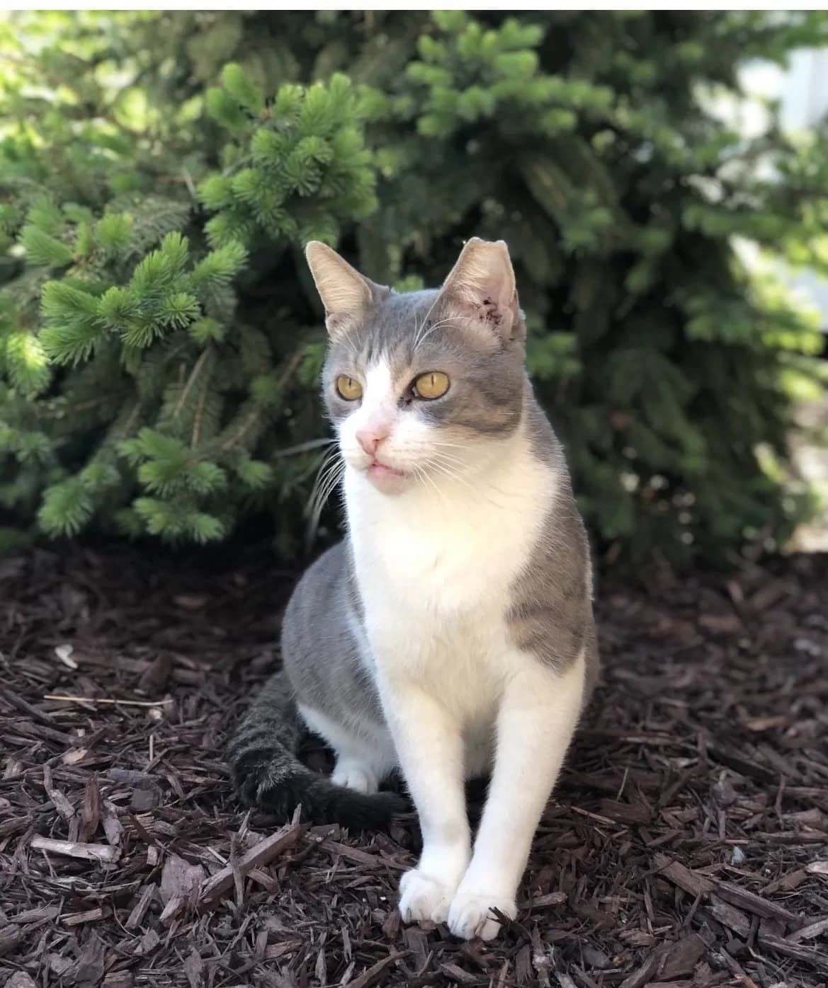 Koa, back home in Minnesota