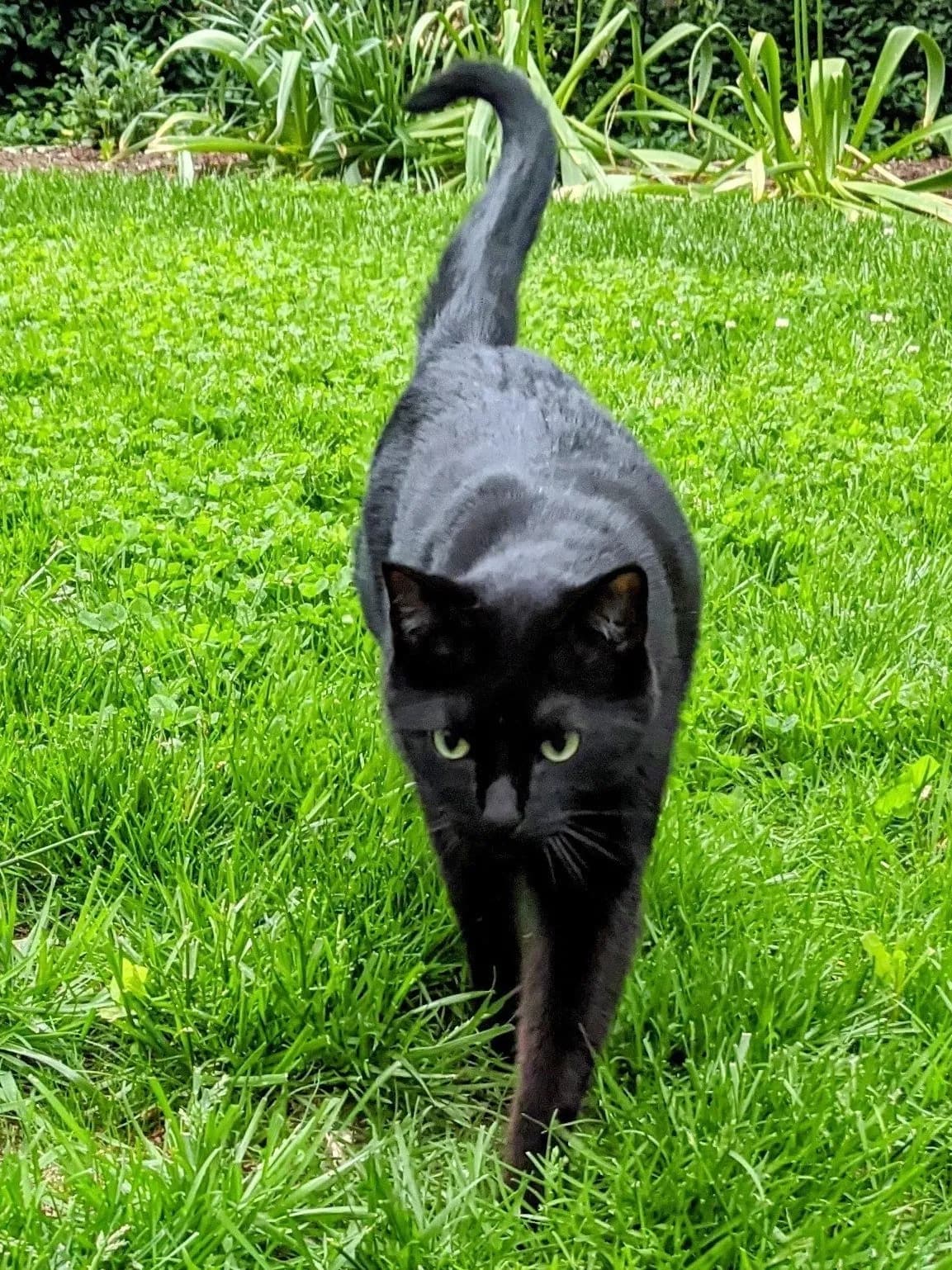 Oliver, back home in Indiana
